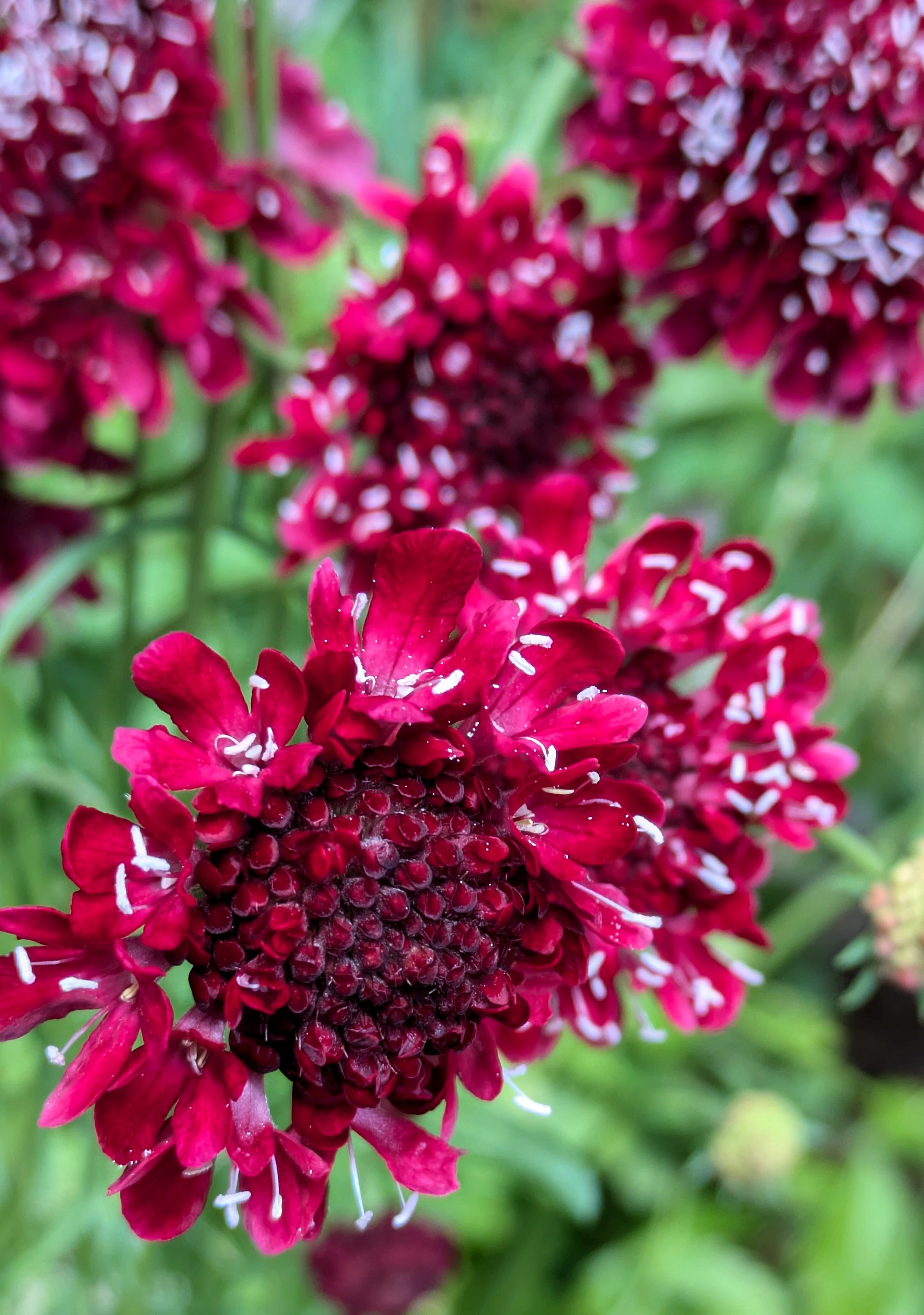 Scabiosa Raspberry.jpg