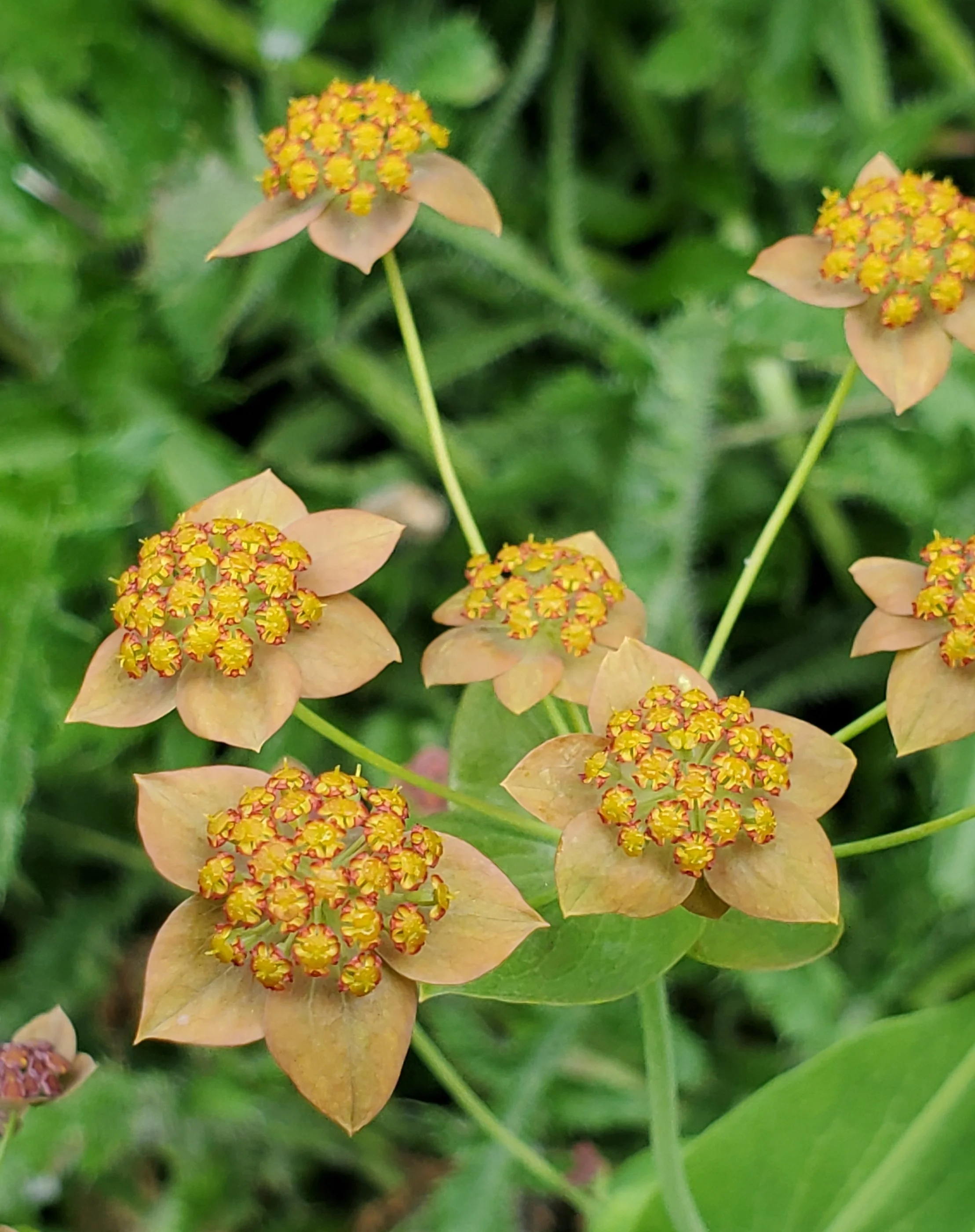Bupleurum copper.jpg
