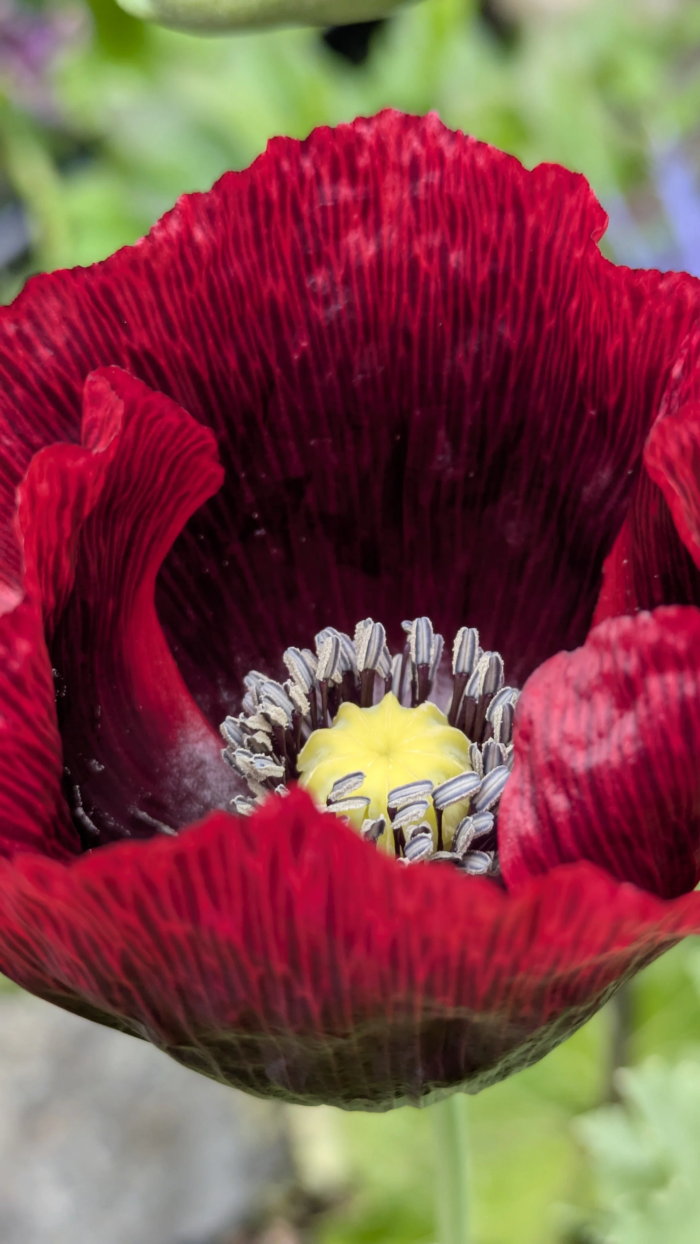 Papaver somniferum "King's Crimson" -Opium/Breadseed Poppy