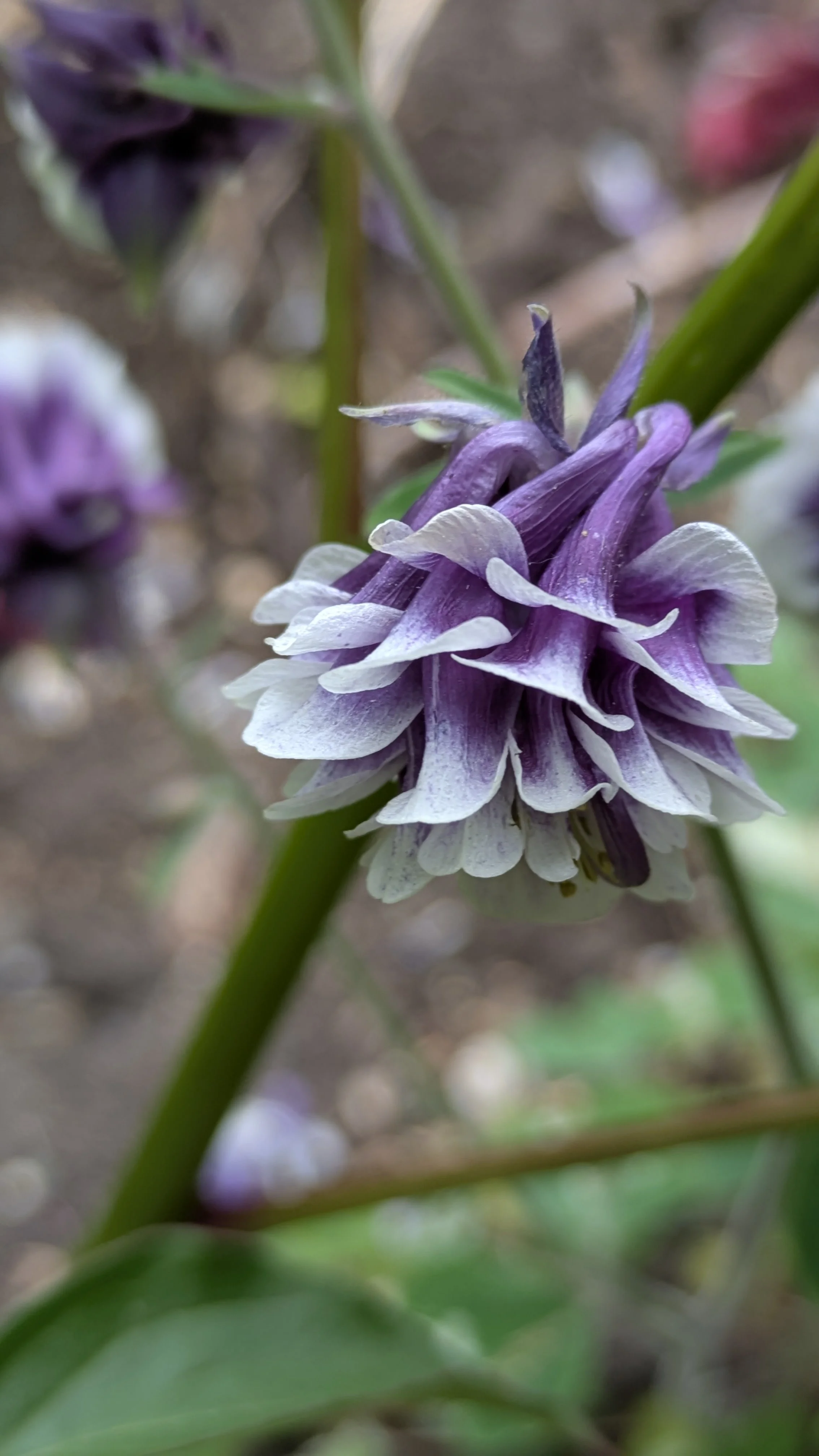 Aquilegia Grape Ice (2).jpg