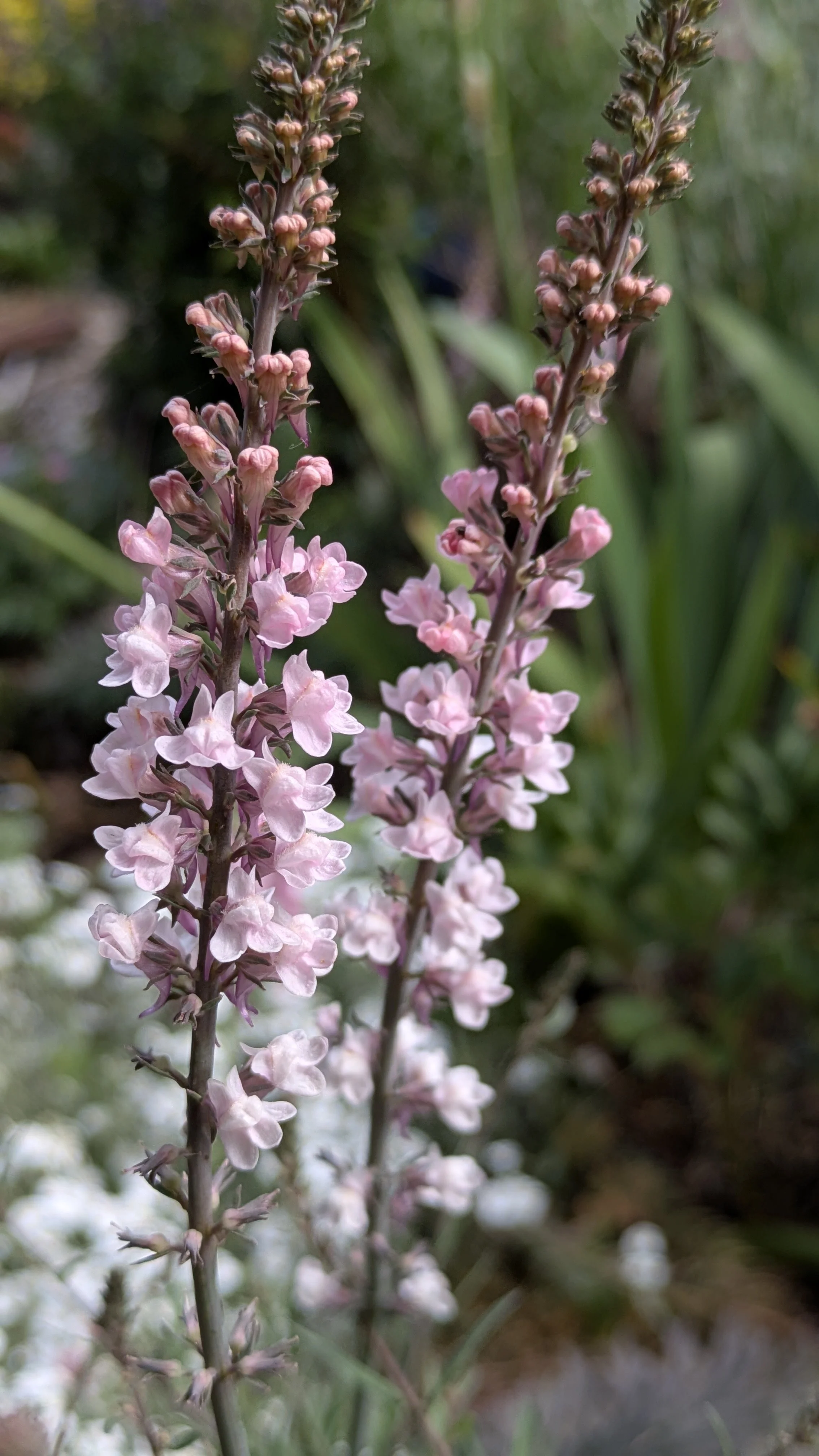 Linaria Canon Went 2.jpg