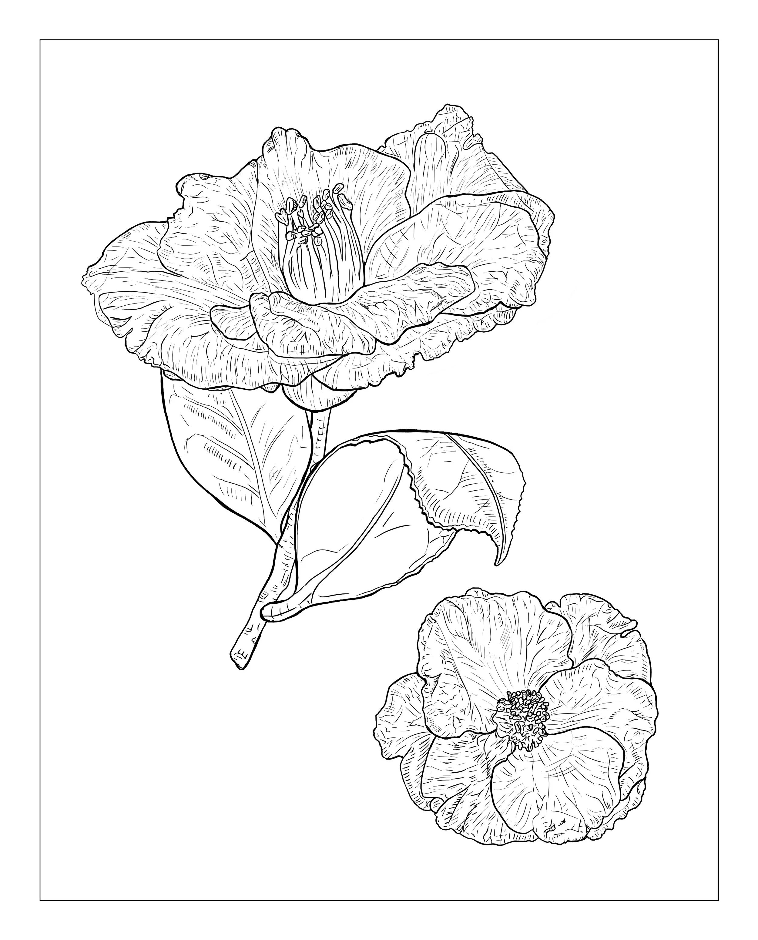 "Camellia japonica Pt. 3"
8.5" x 11"
Micron Pen on Duralar and Adobe Photoshop
2024