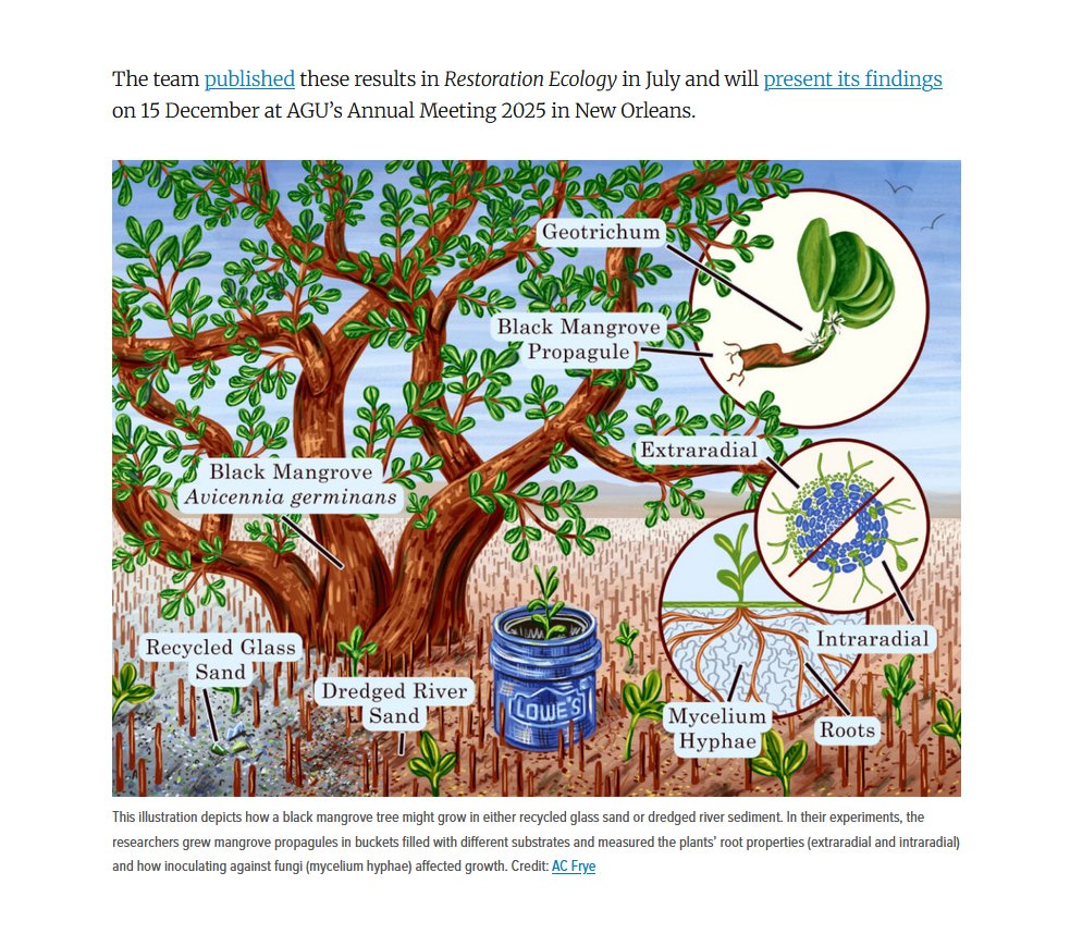 "Black Mangroves and Recycled Glass Sand" published in the American Geophysical Union's  scientific journal Eos "Glass Sand Grows Healthy Mangroves" by Kimberly M. S. Cartier. 