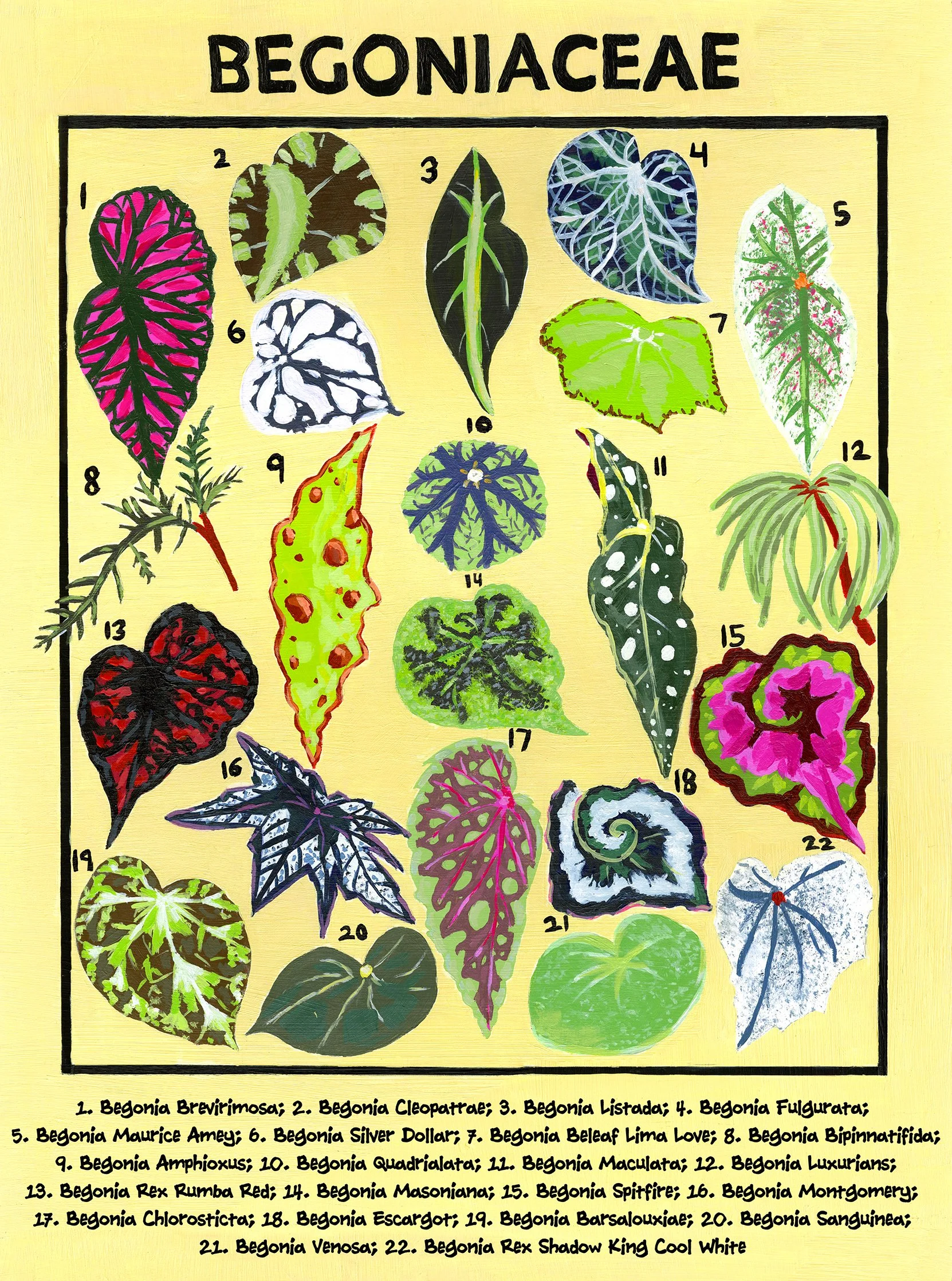 Website Begoniaceae.jpg