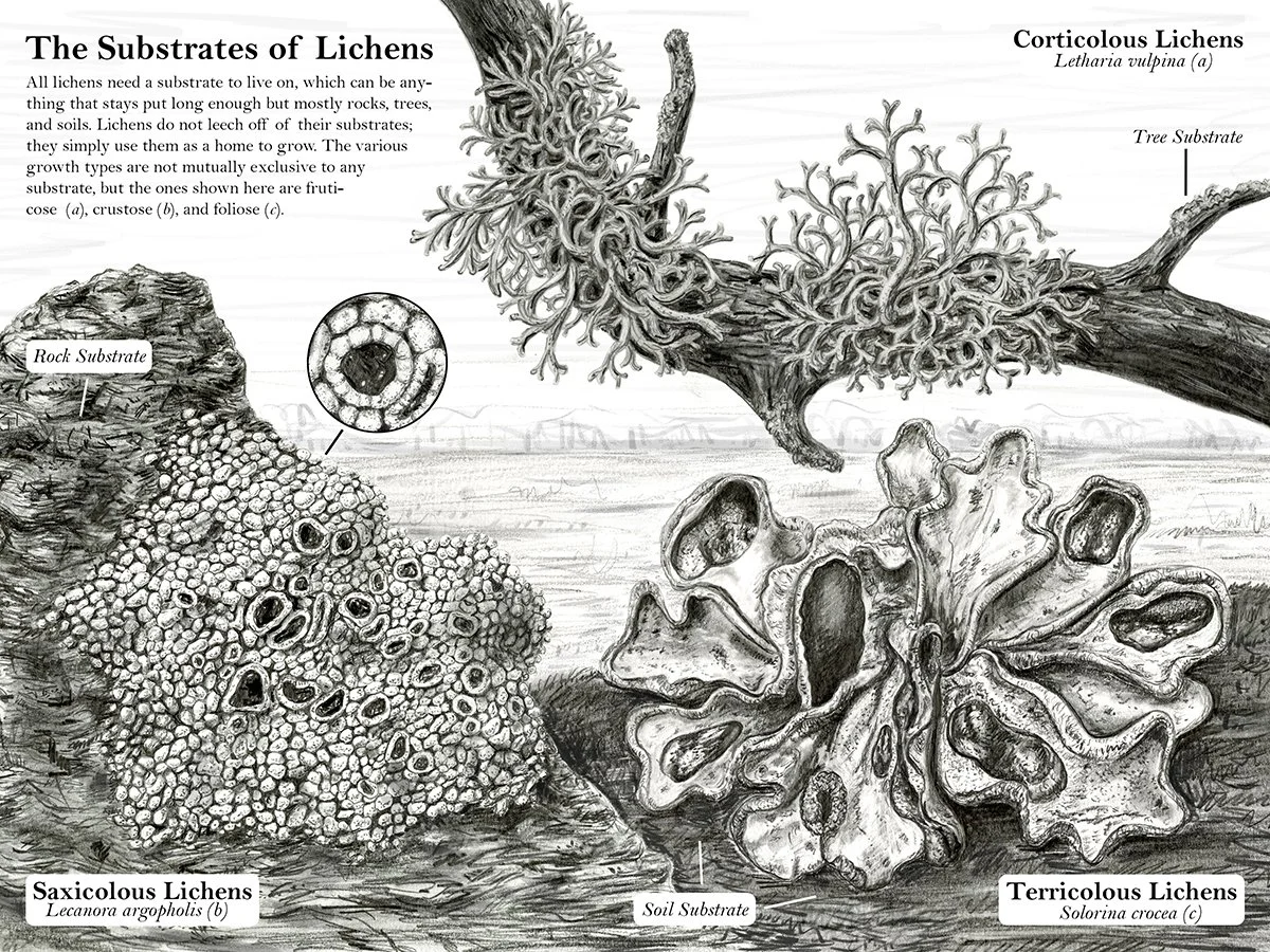 "The Substrates of Lichens" 9" x 12" Graphite and Colored Pencil on Bristol 2025