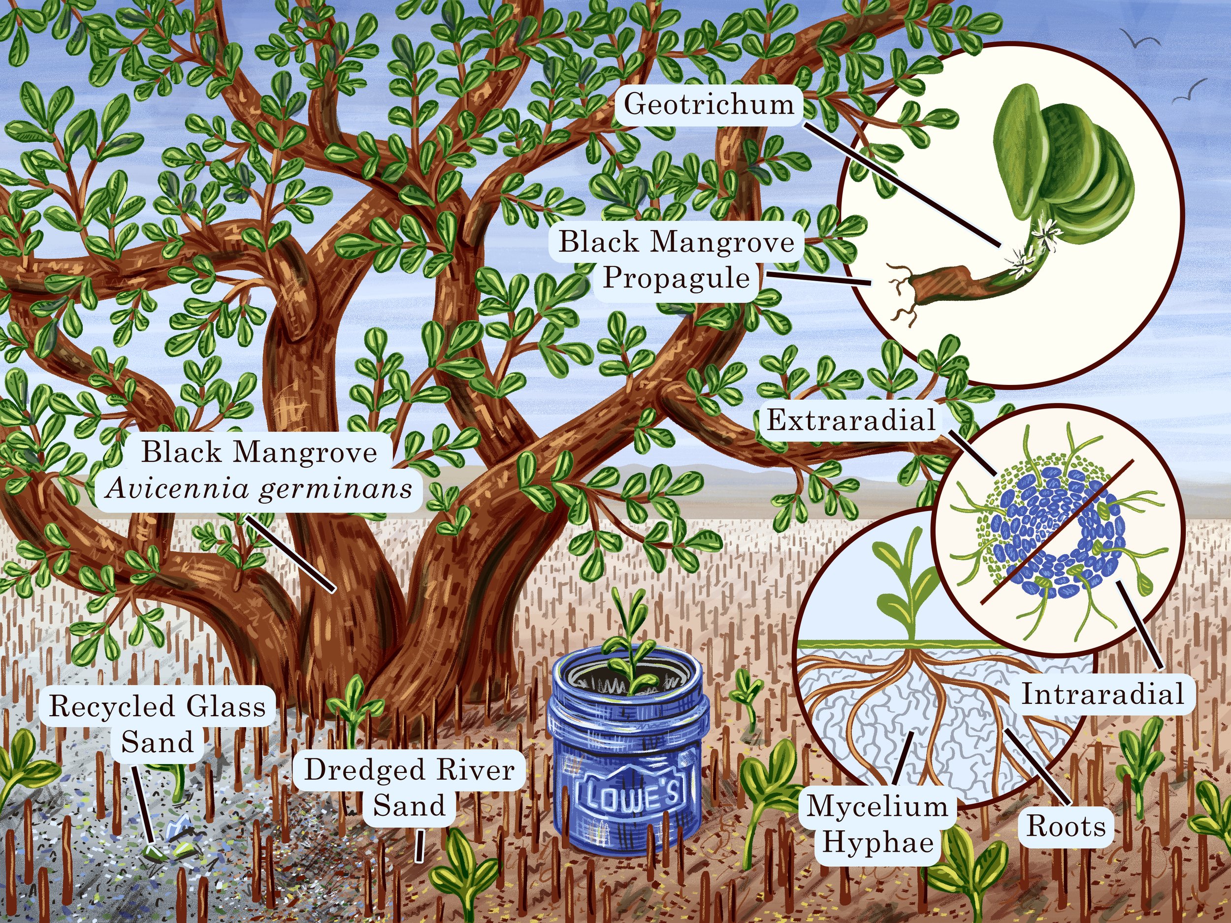 "Black Mangroves and Recycled Glass Sand"
12" x 9"
Adobe Photoshop
2025 Freelance project in collaboration with Kathryn Fronabarger and her research "Black mangrove growth and root architecture in recycled glass sand: testing a new substrate for coas