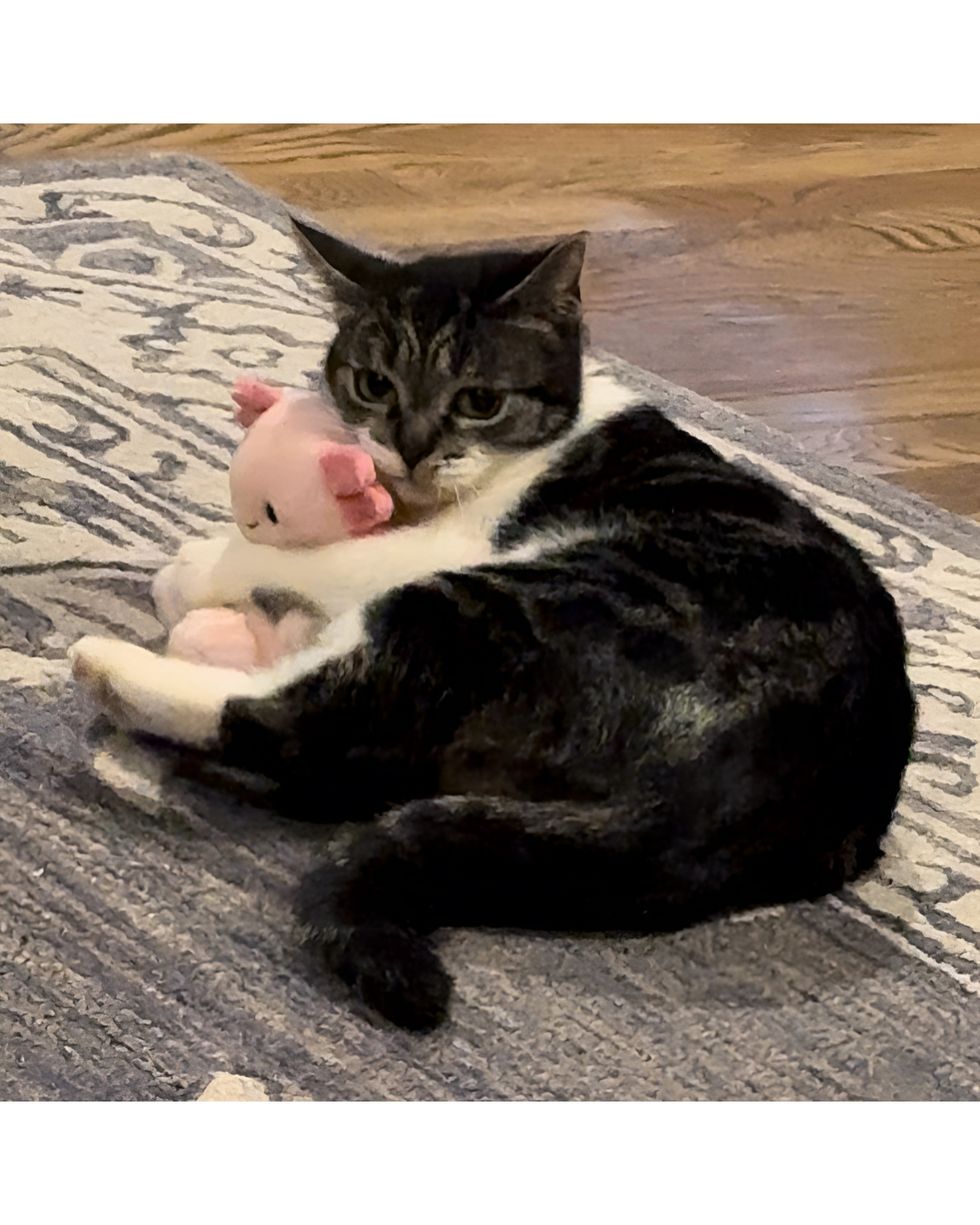 Cat lying on a rug holding a pink stuffed axolotl