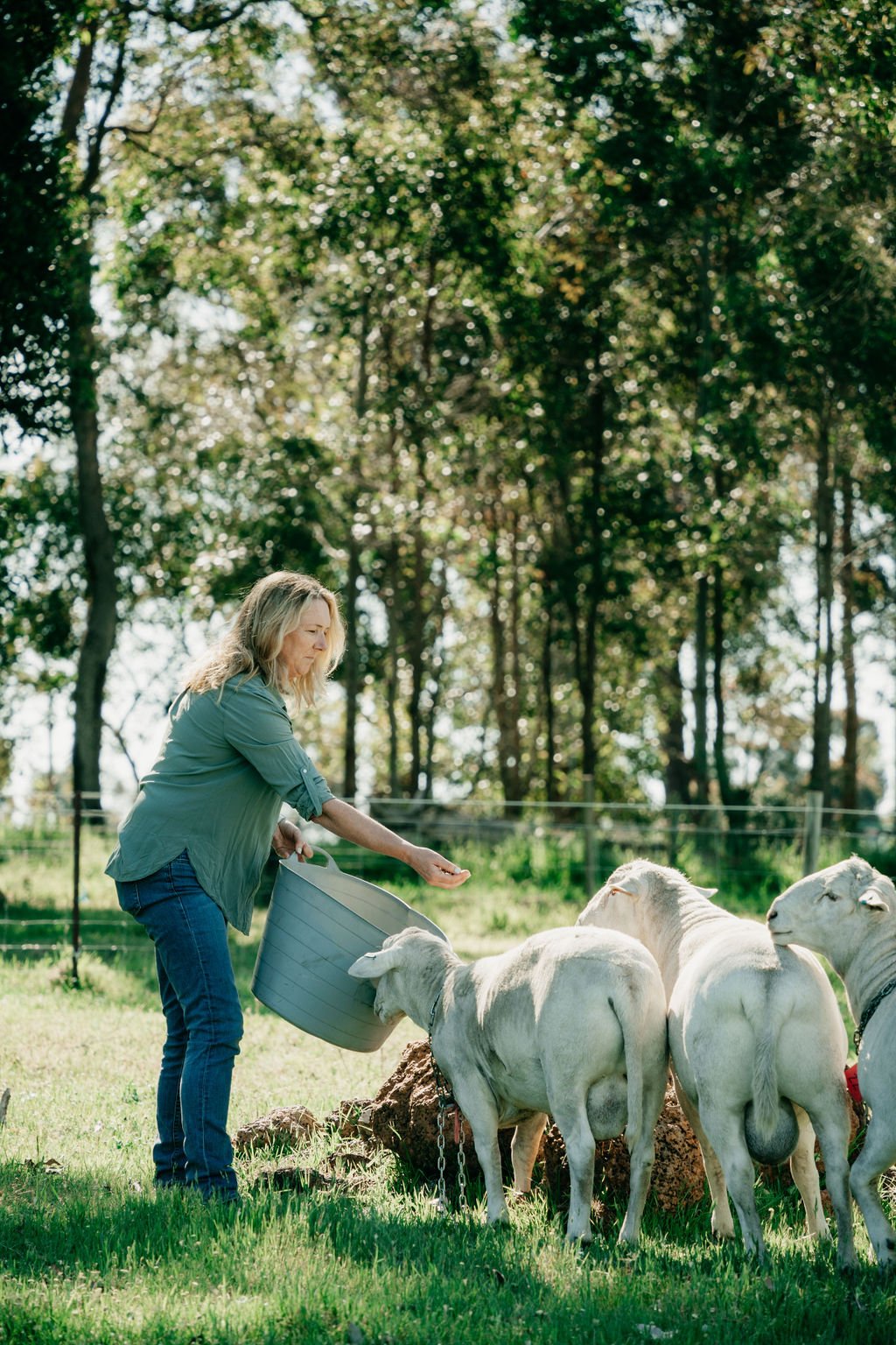 Woman feeding sheep in a field