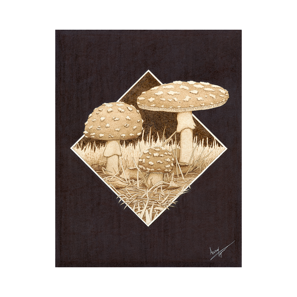 8. Aminita Muscaria web2.png