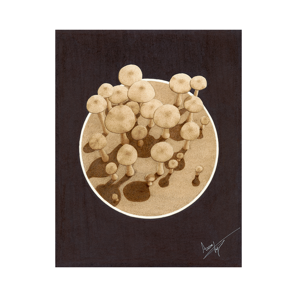 4. Psilicybe Cubensis Web2.png