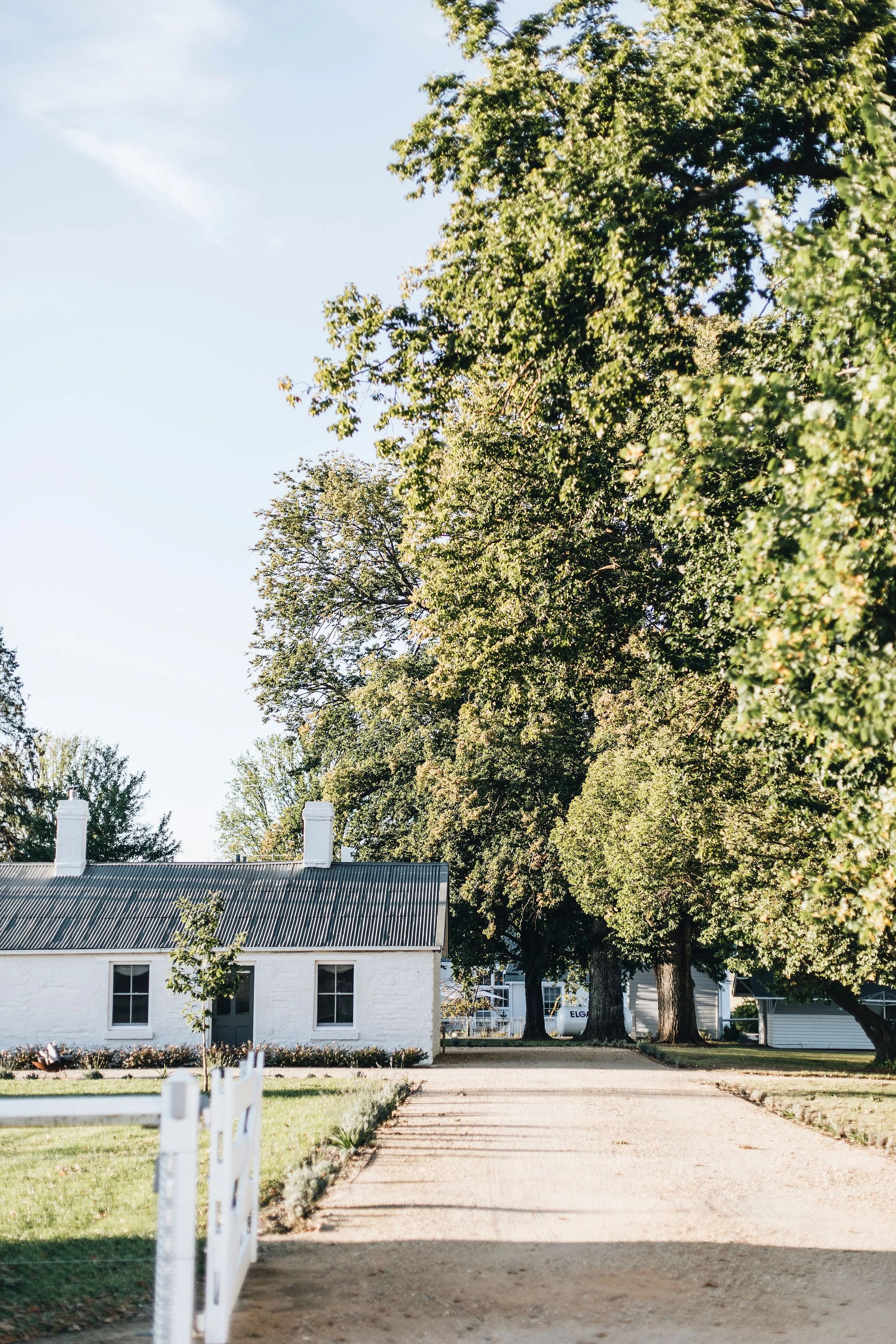 A rural scene with a white house, large trees, a gravel driveway, and a white fence in a sunny setting.