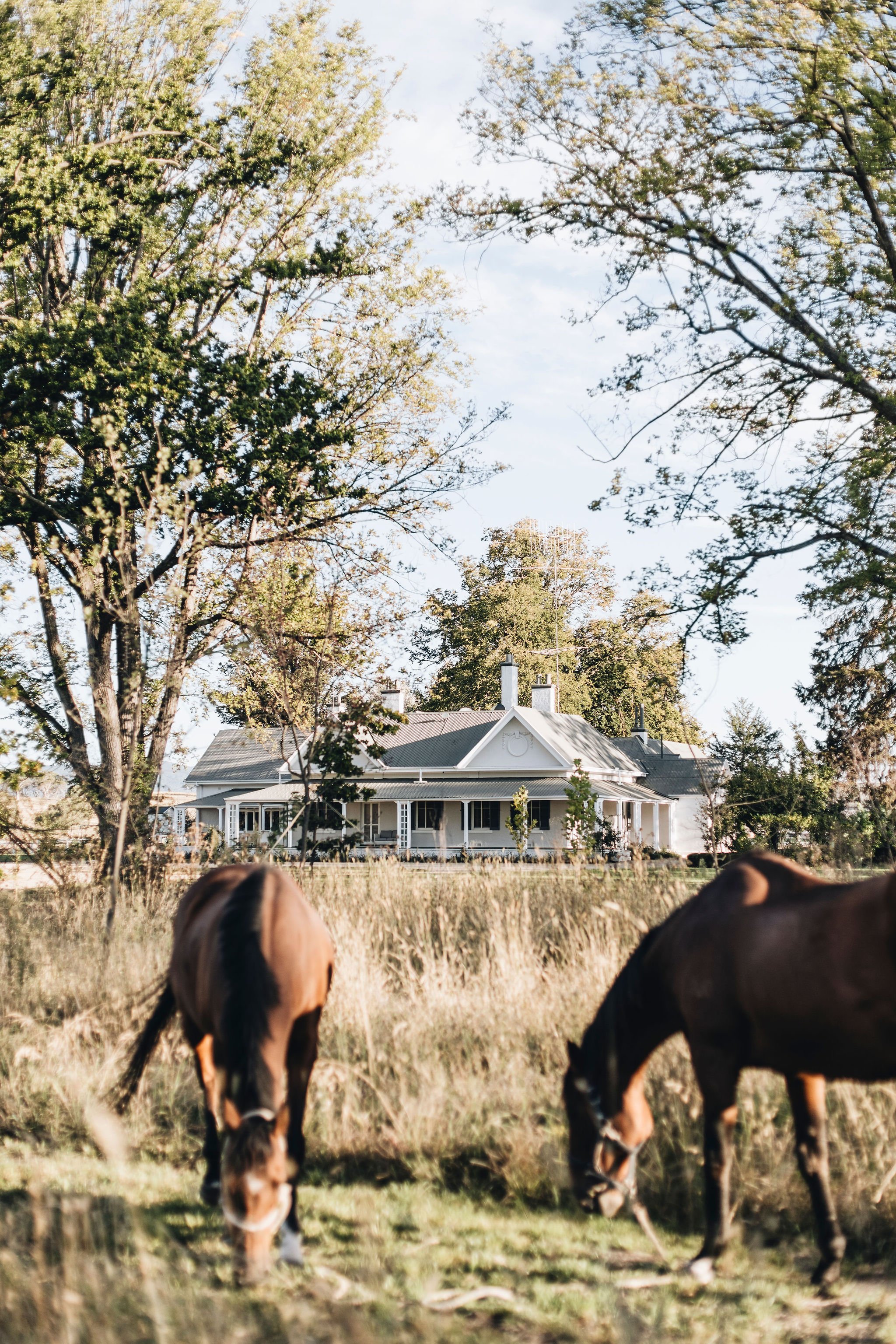 A large white house with a porch, trees, and a lawn, with two horses grazing in the foreground.