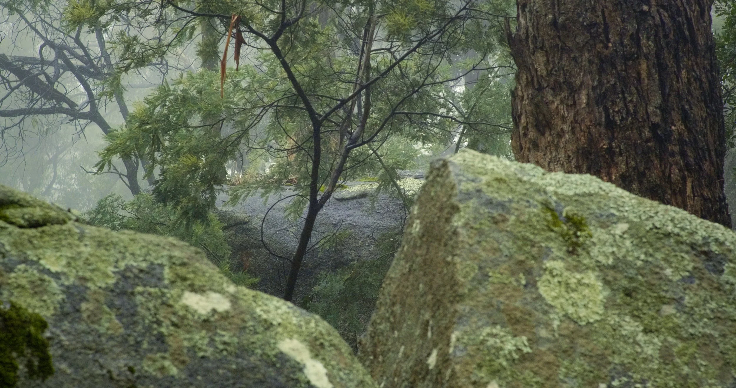 A foggy forest scene with large moss-covered rocks in the foreground, tree trunks, and green foliage with mist in the background.