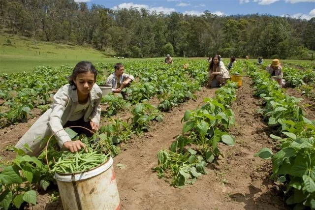 Group of people working in a vegetable garden, harvesting beans and other crops.