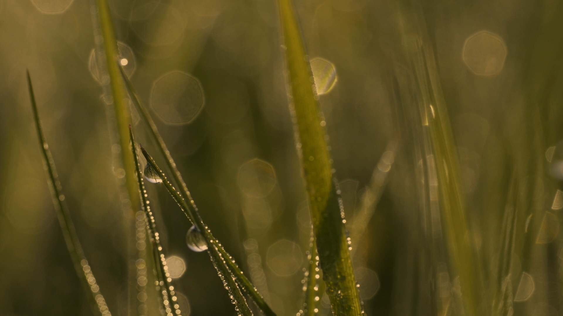 Close-up of green grass blades with dewdrops, illuminated by sunlight, creating a soft bokeh background.