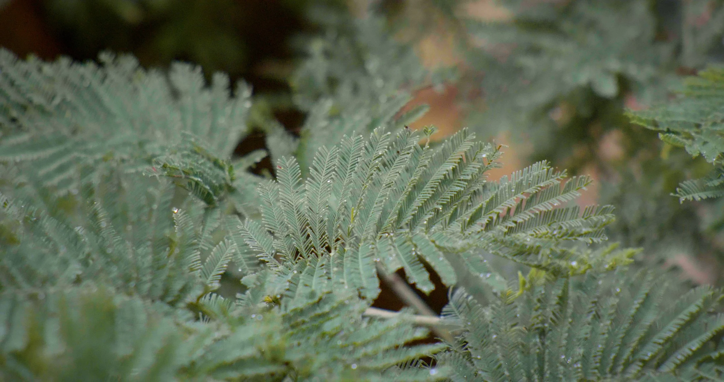 Close-up of green fern leaves with detailed fronds and tiny water droplets.