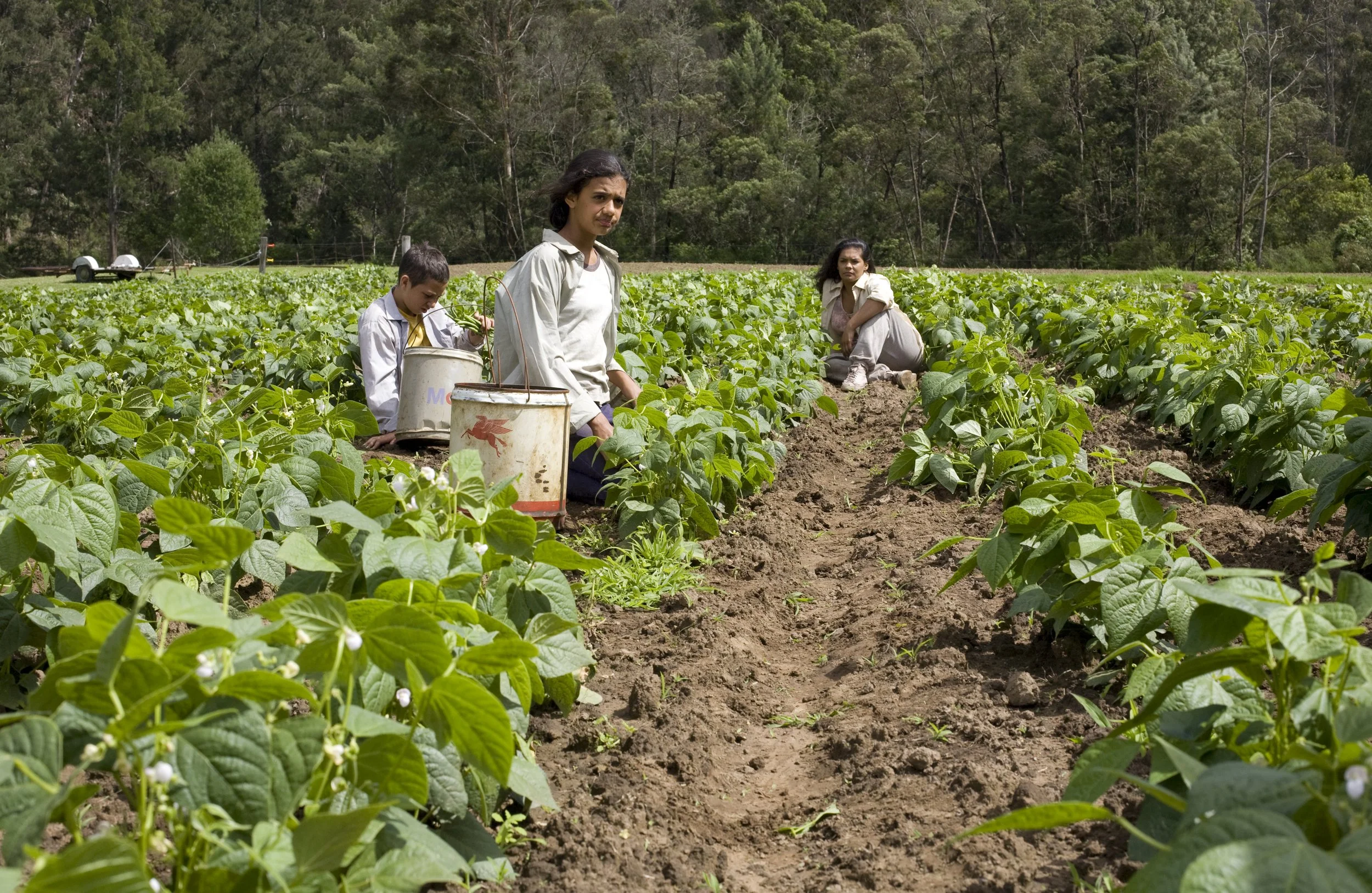 Three people working in a green field, planting or tending to plants, with trees in the background.