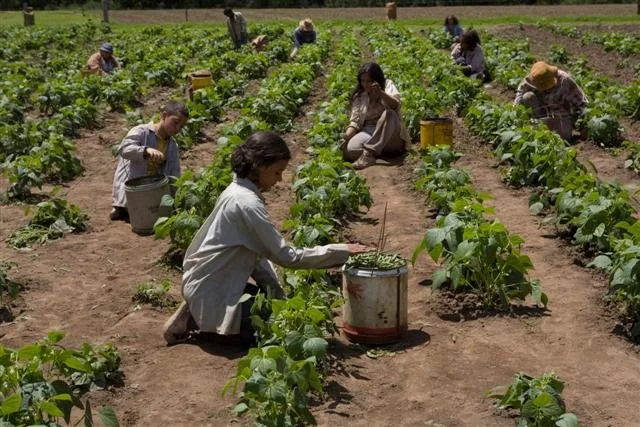 People working in a large farm, planting or tending to rows of green crops under sunny weather.