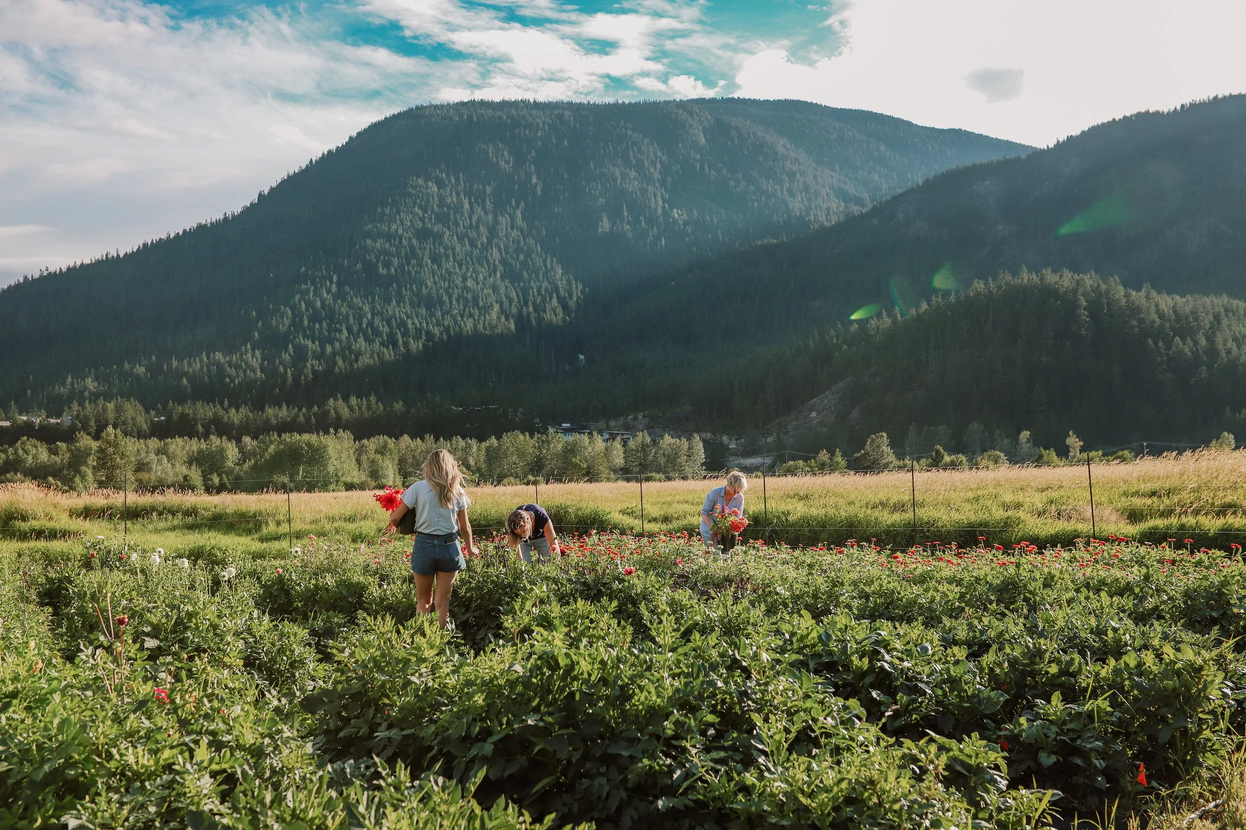 Flower Farm Pemberton The Flower Wrangler-13.jpg