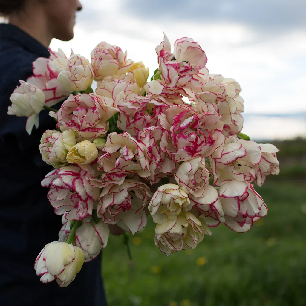 Belicia_Floret_1024x1024.webp