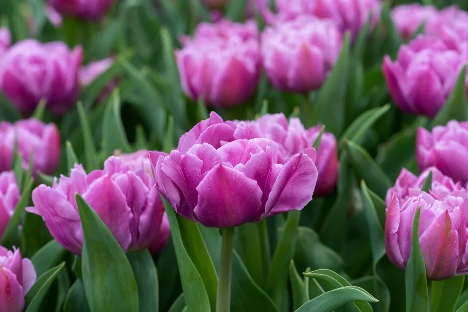 Web_Use-TULIP104.webp