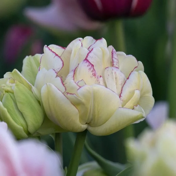 double-shake-double-tulip-bloom.jpg