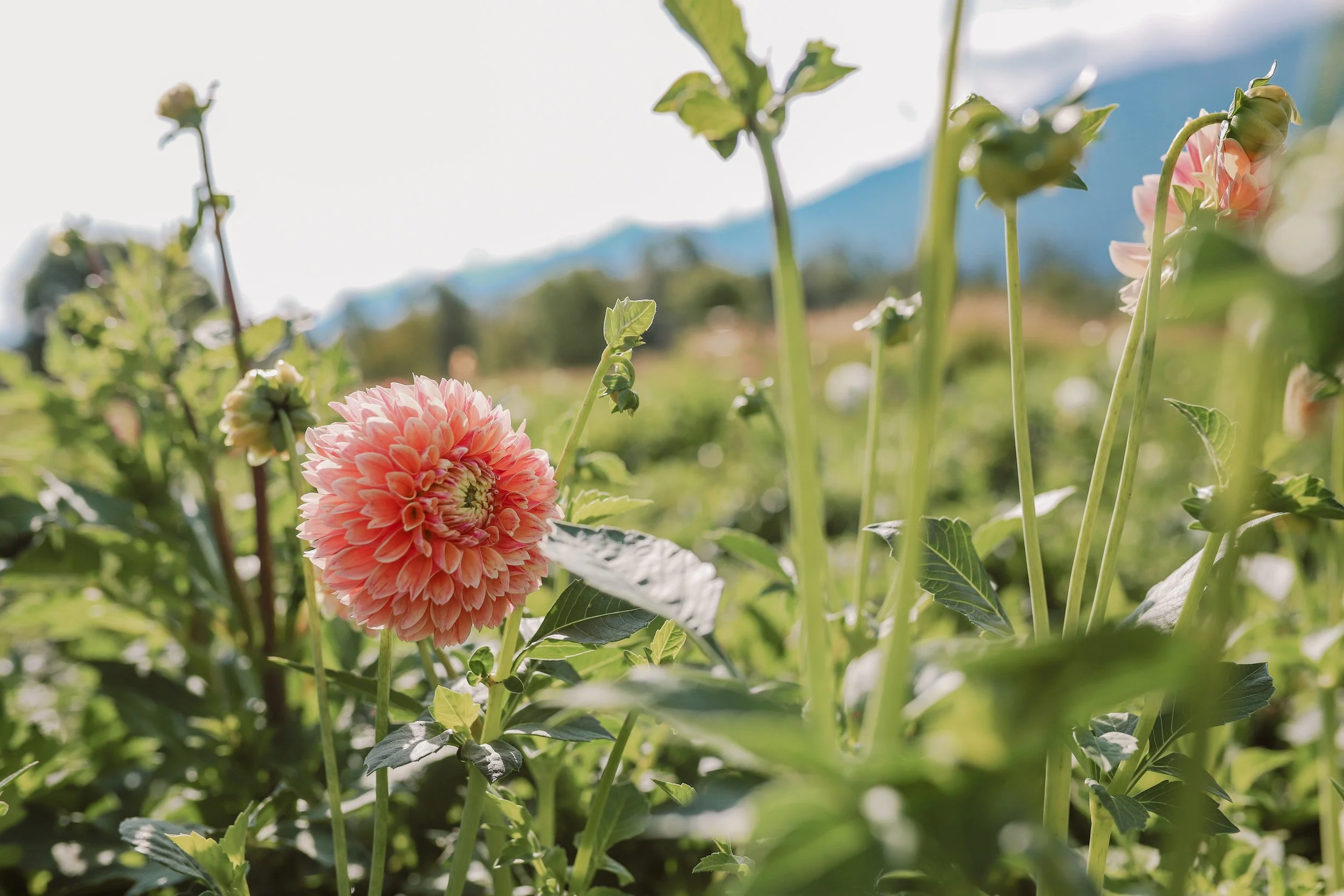 Flower Farm Pemberton The Flower Wrangler-53.jpg