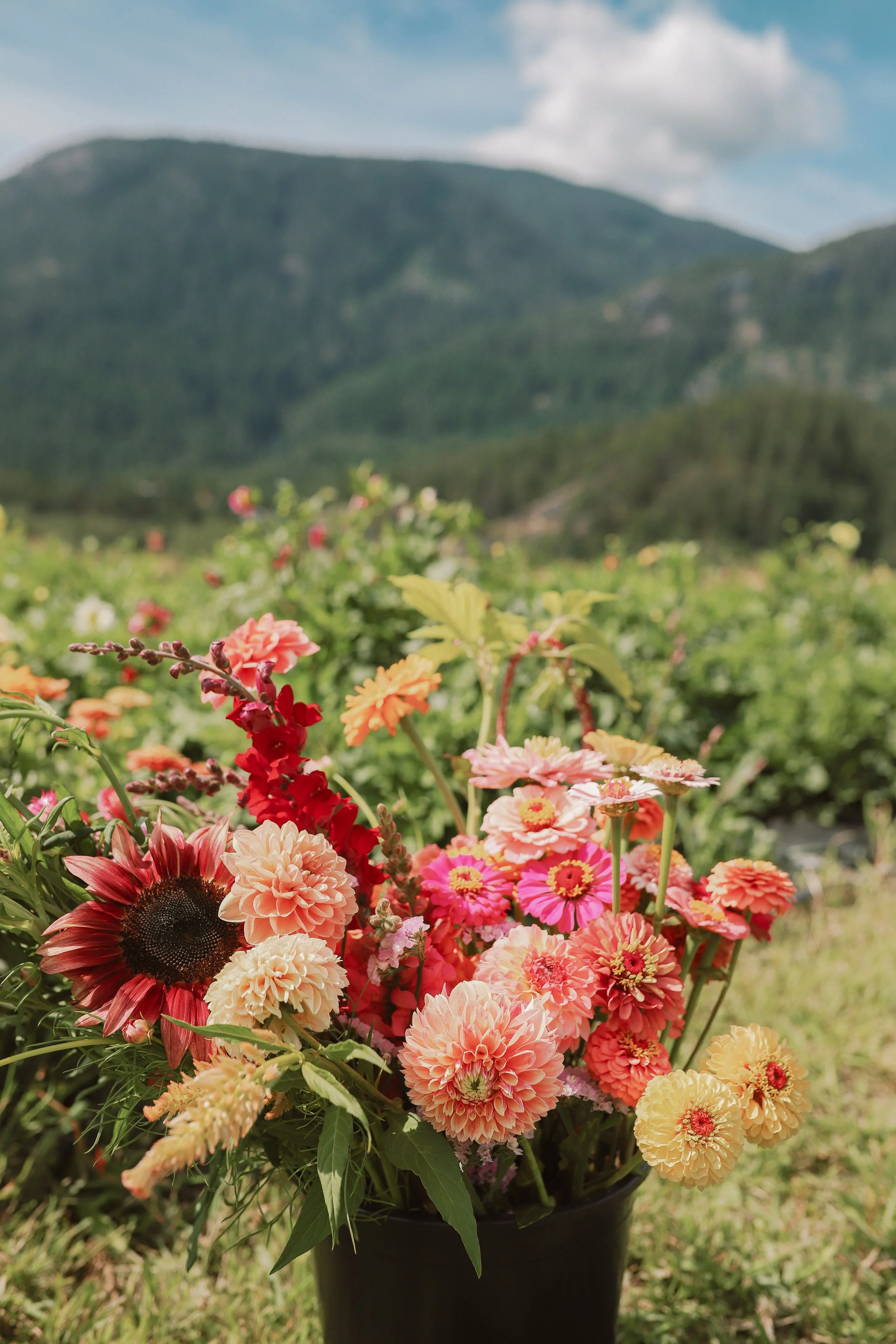 Flower Farm Pemberton The Flower Wrangler-85.jpg