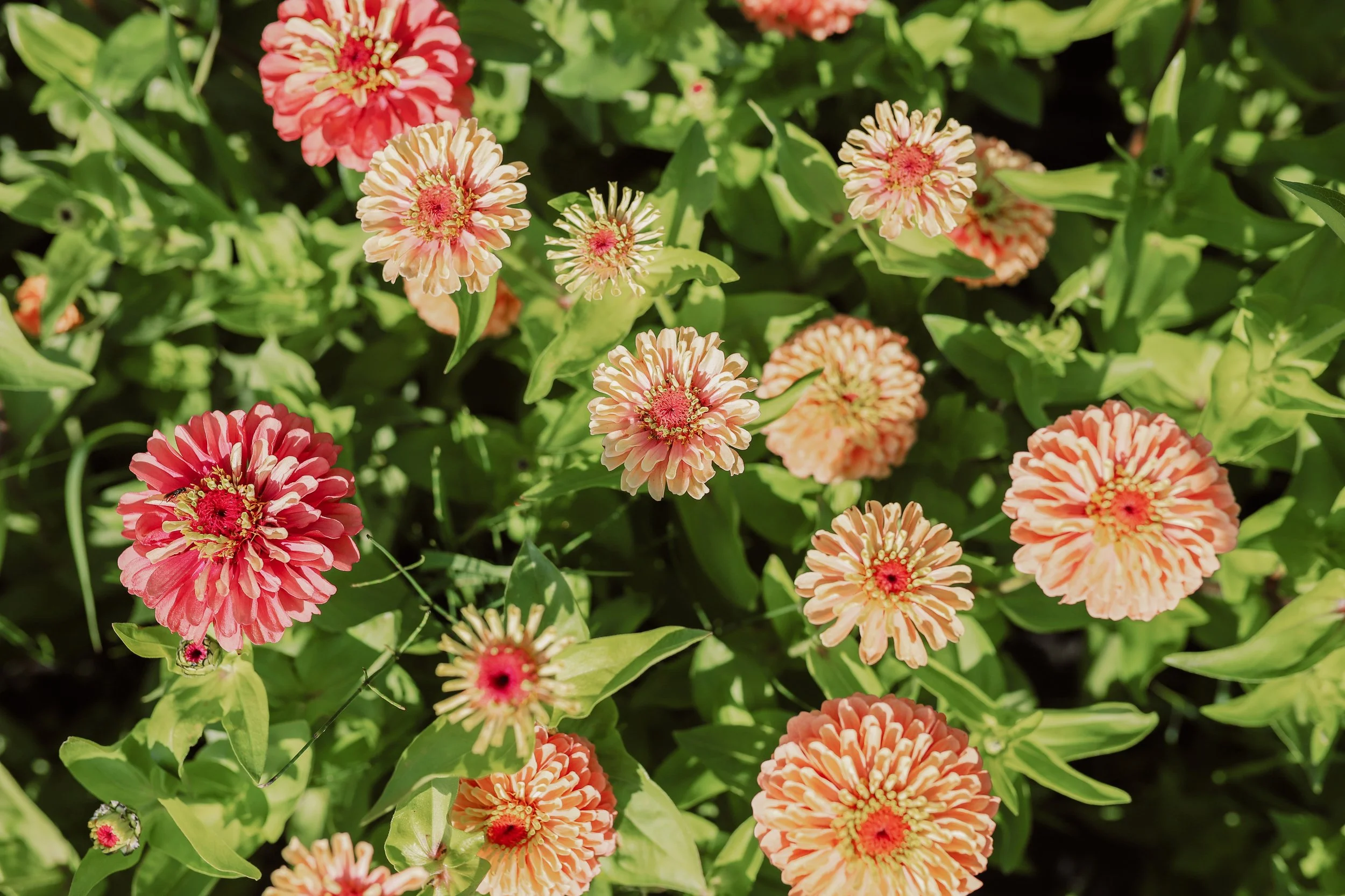 Flower Farm Pemberton The Flower Wrangler-75.jpg