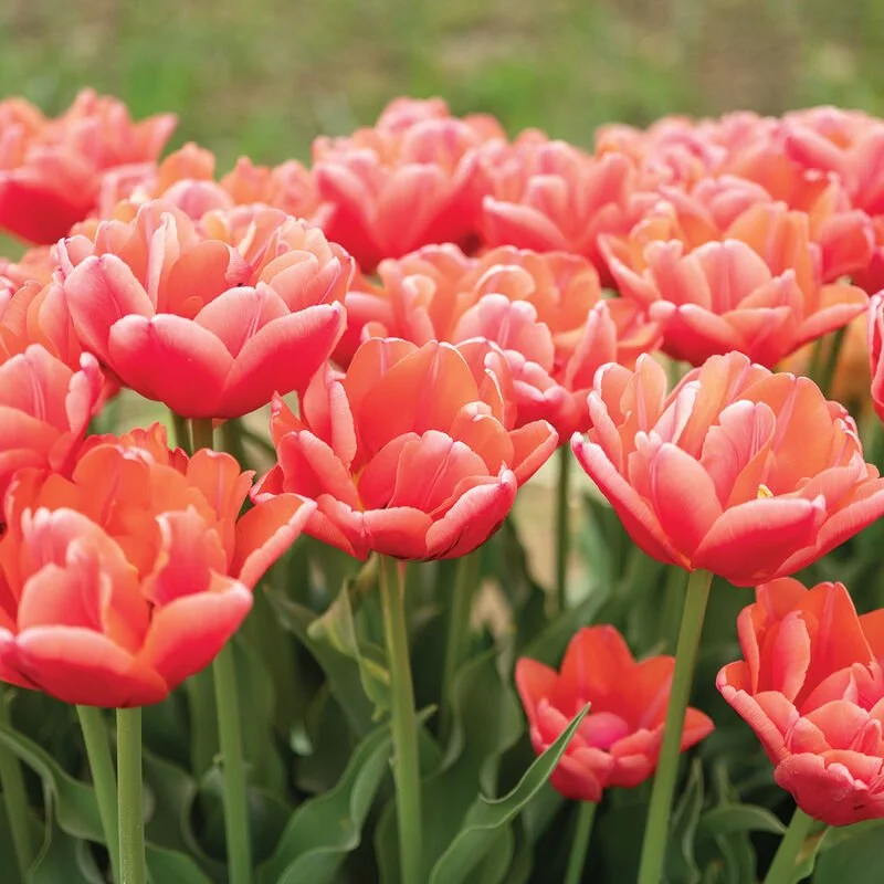 4847_02_veronasunrise_tulip.jpg