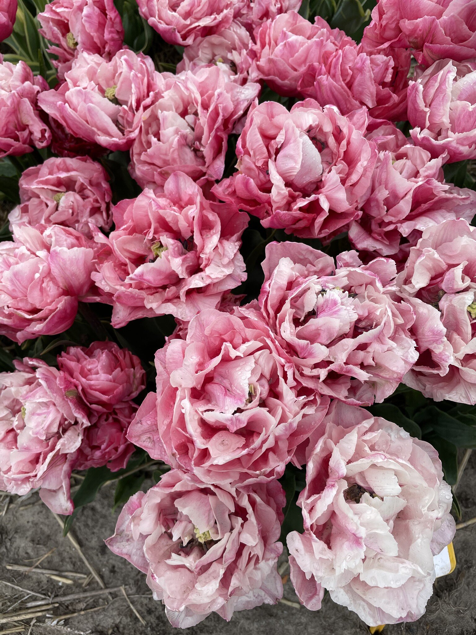 tulipa-quinty-trustfull.jpg