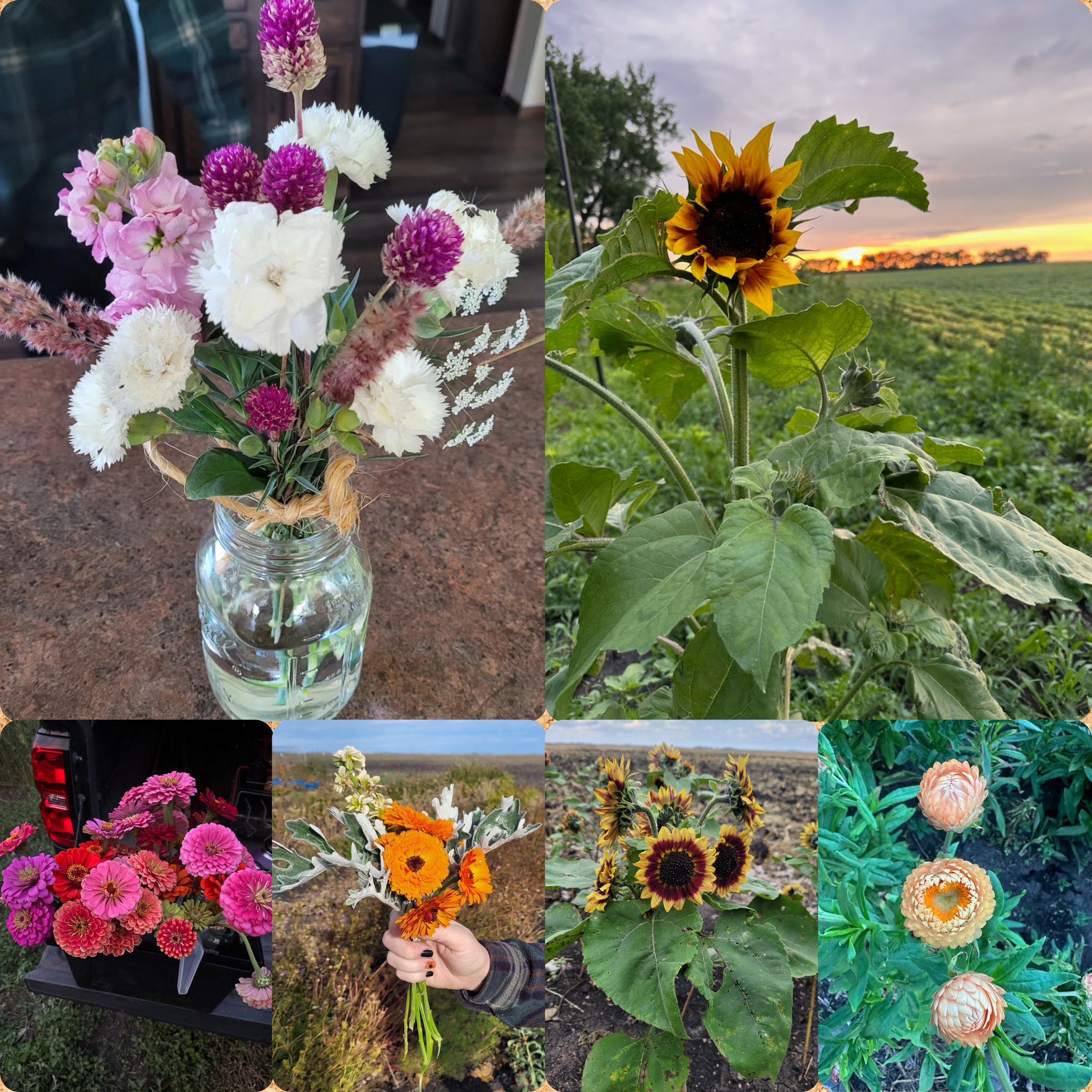 Flowers CSA.jpg