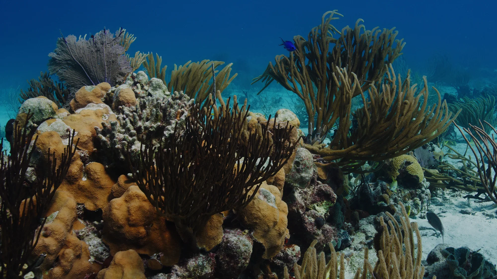 Independent Survey Findings: Central Exuma Cays