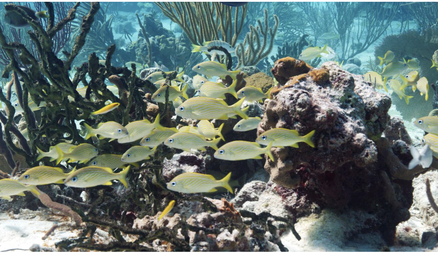 Nassau Guardian: SEA concerned about proposed amendments to EIA regulations