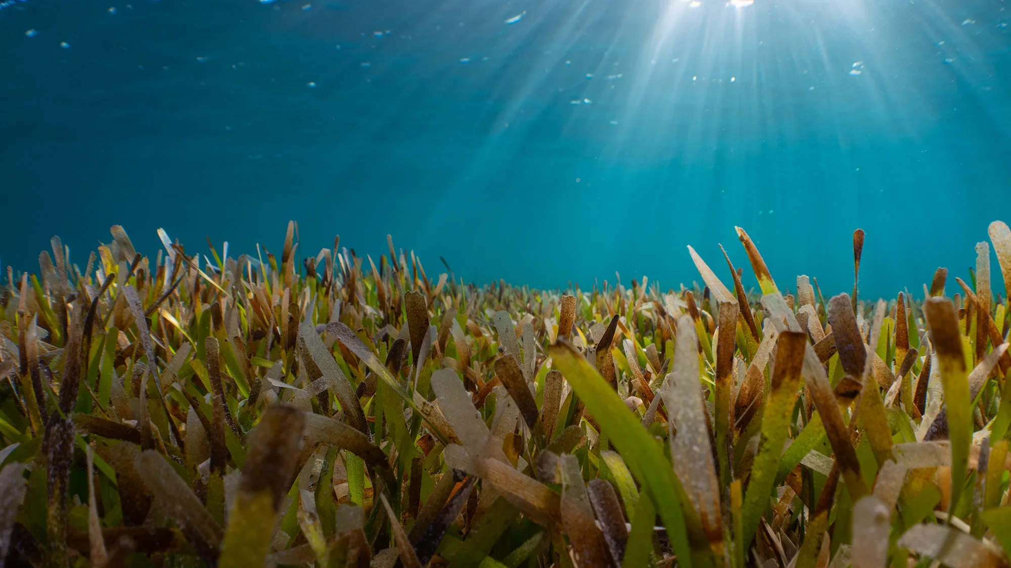 Seagrass Header.webp