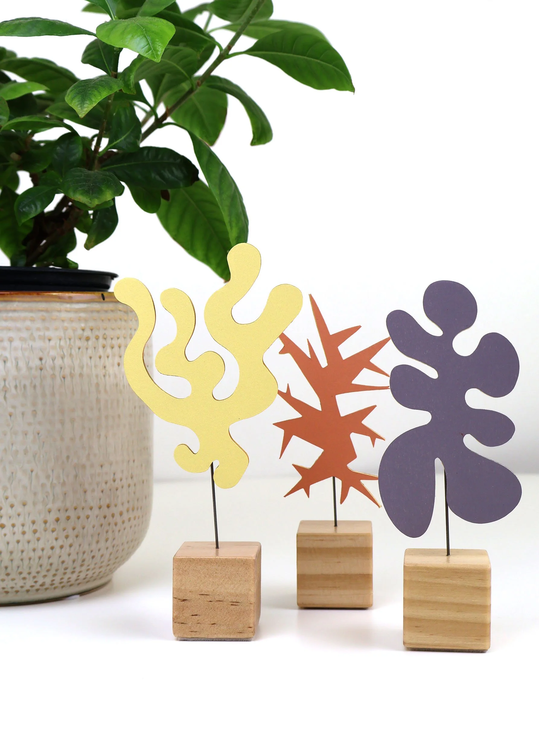 Echo 3 with plant.jpg