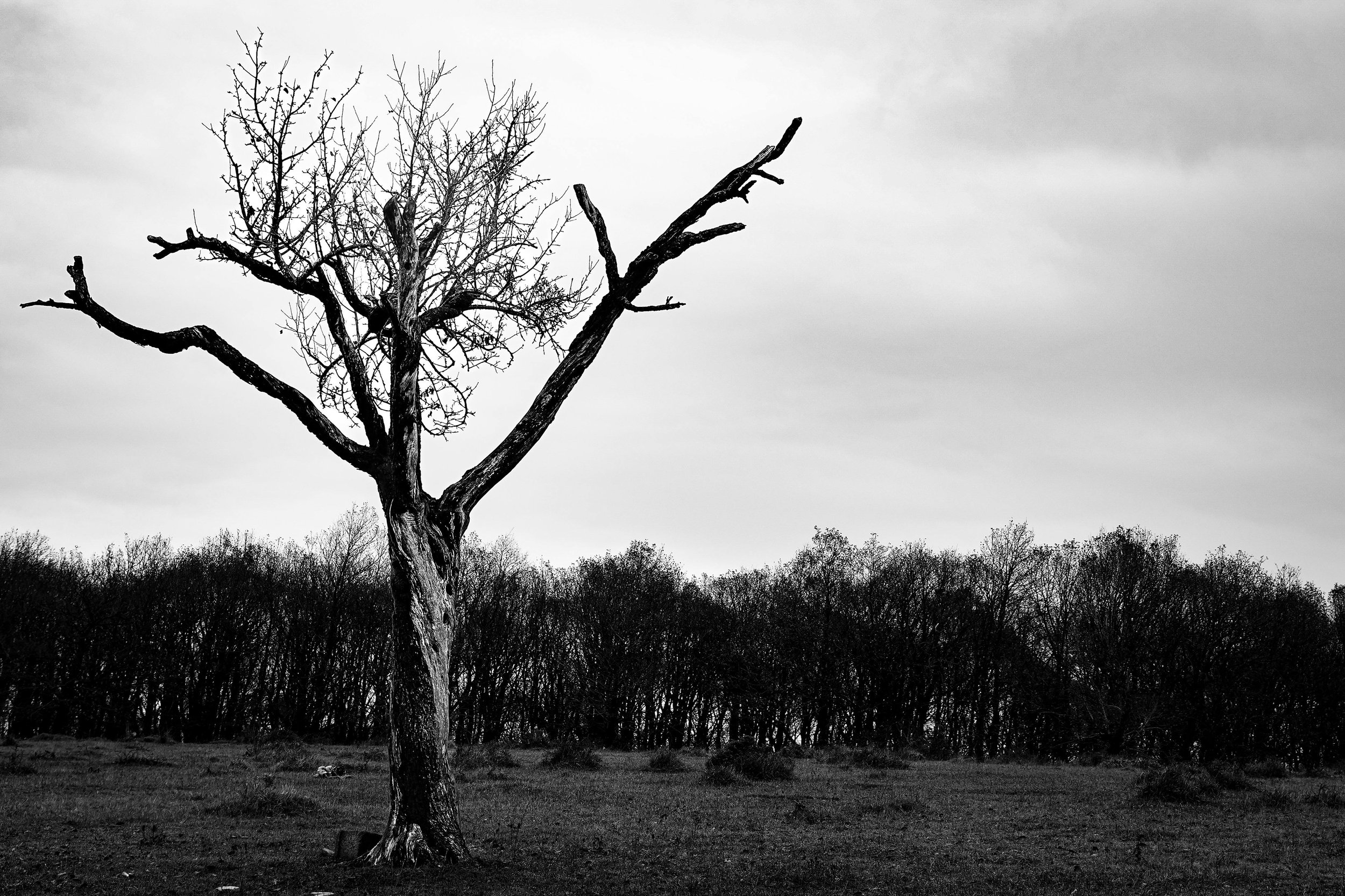 Dying Tree
