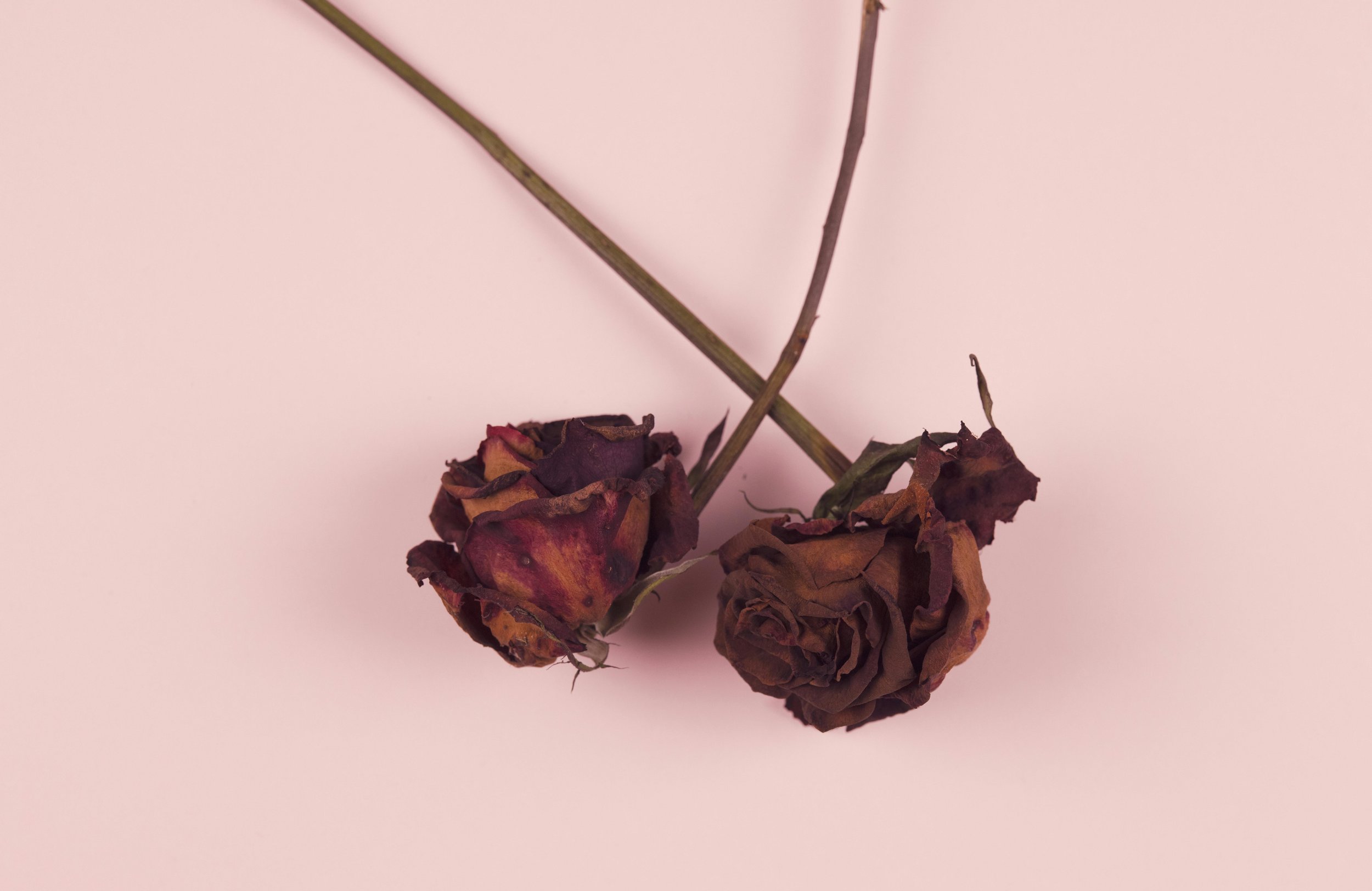 Dead Roses