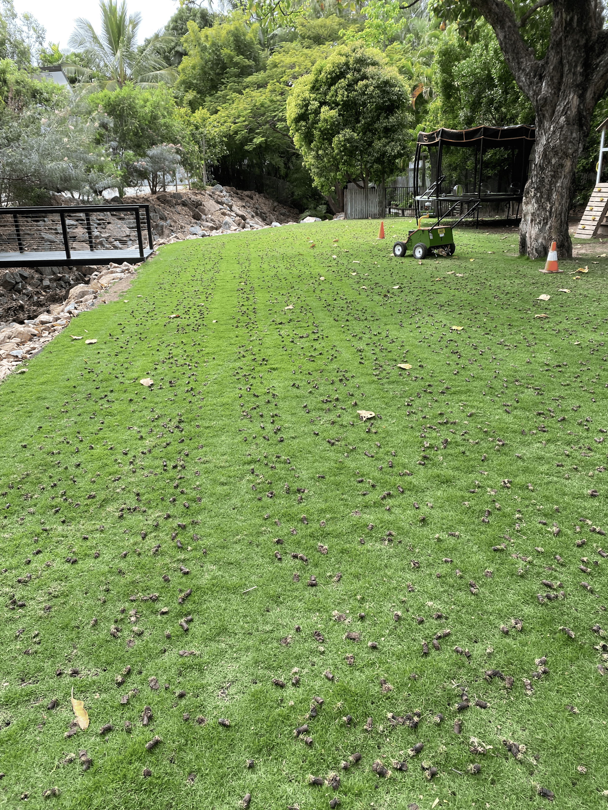 Lawn Coring after picture with cores on grass
