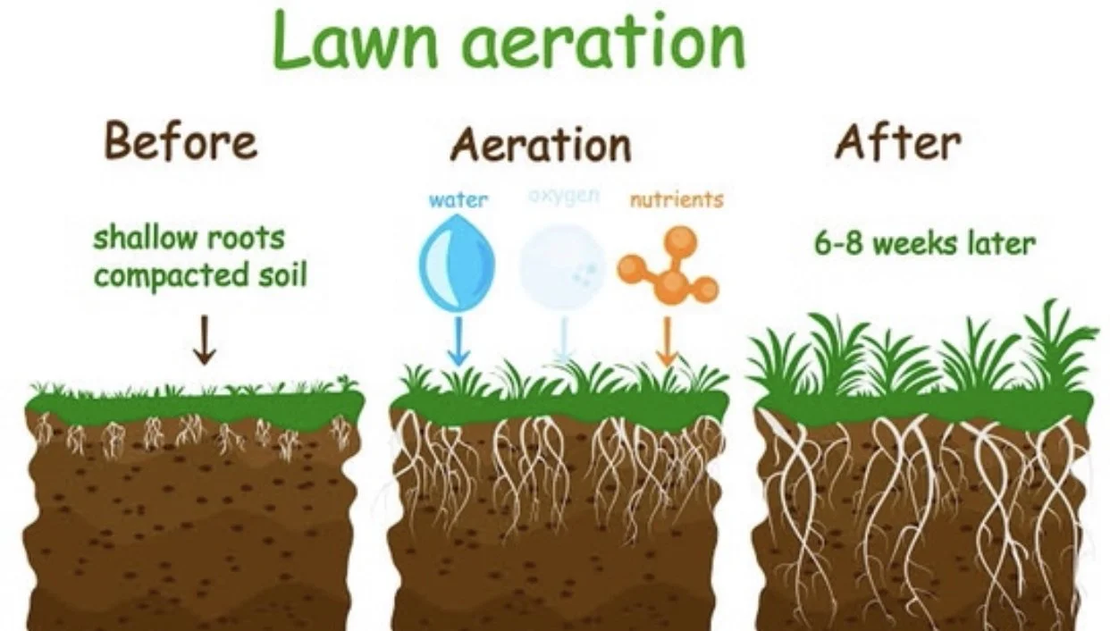 Infographic showing before and after aeration