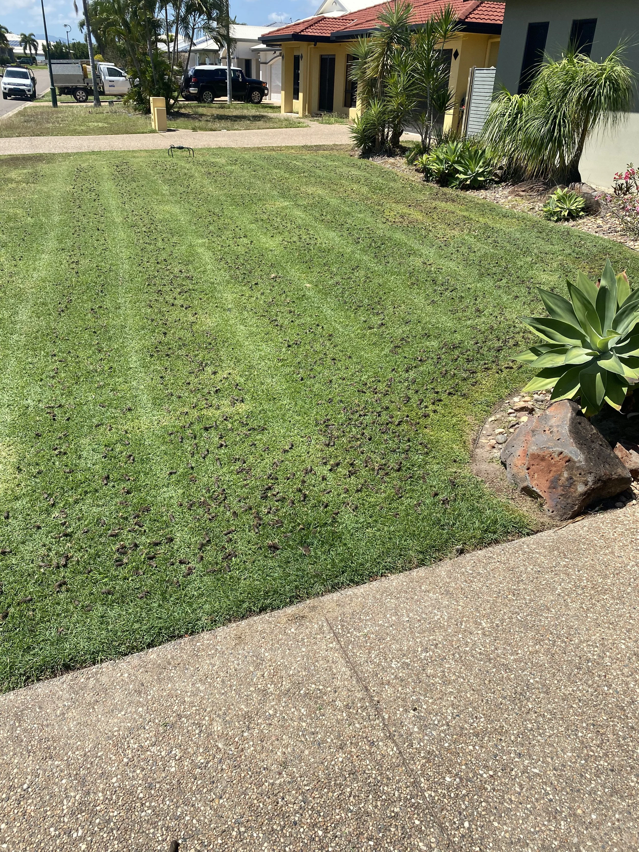 Lawn Coring after picture with cores on lawn