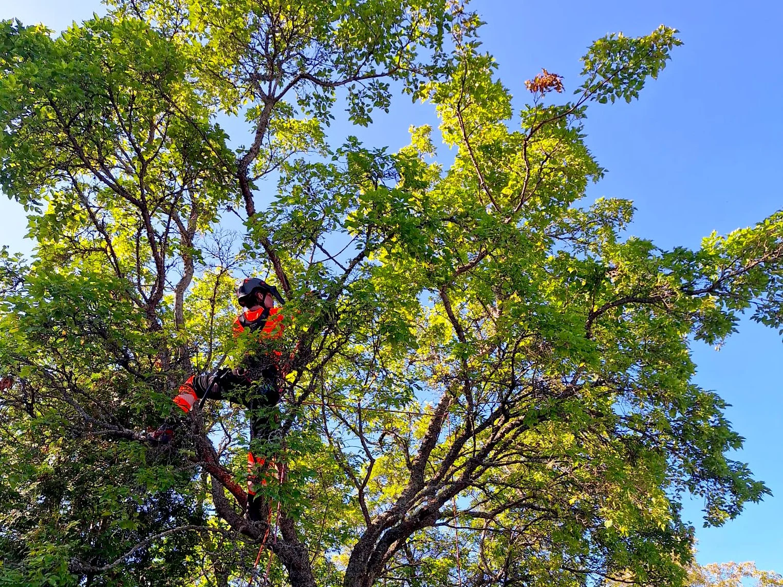 Sertifioitu arboristi puussa tekemässä puunkaatoa turvallisesti Viherisännöinti Oy:n asiakaskohteessa Uudellamaalla.