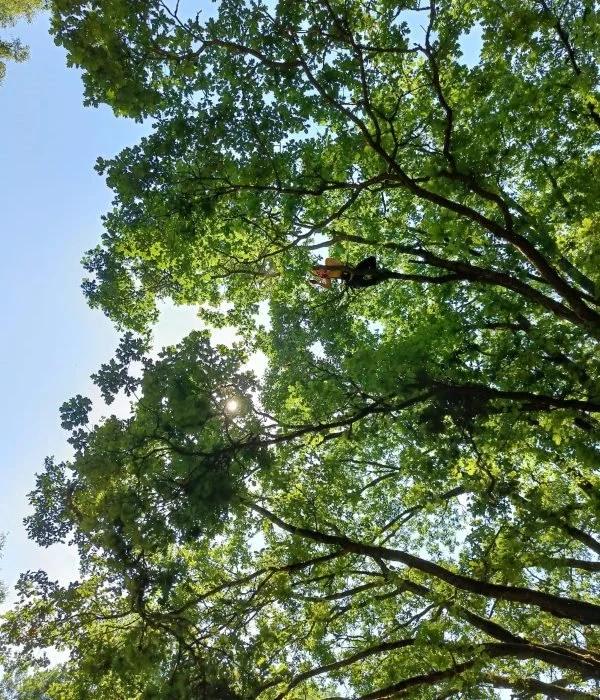 Sertifioitu arboristi kiipeää puuhun puunkaatoa ja hoitoleikkausta varten.