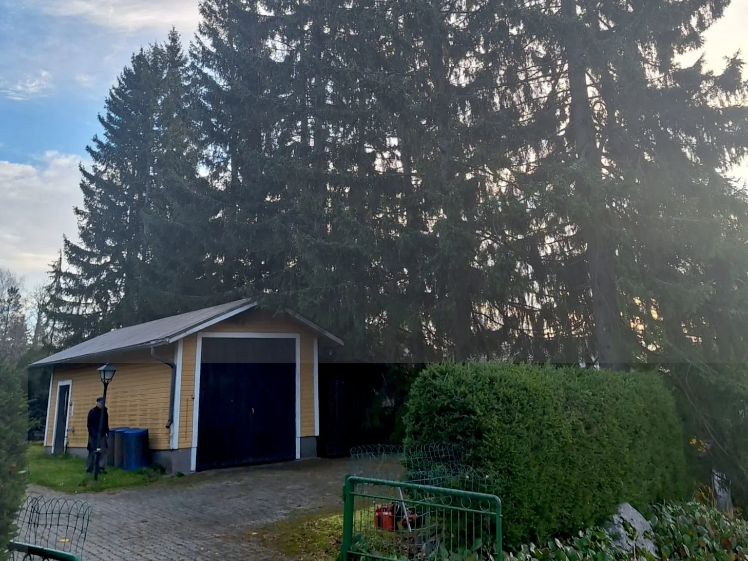 Autotallin vieressä oleva suuri kuusiaita ennen hoitoleikkausta tai poistotyötä.