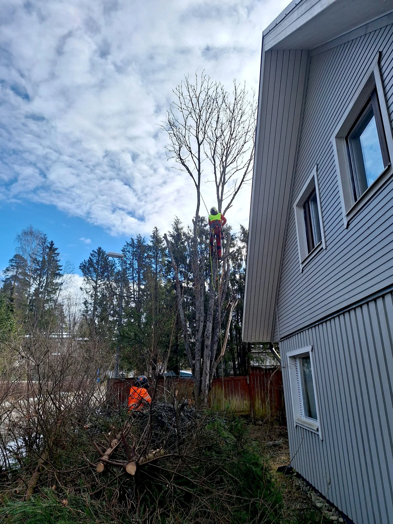 Arboristi suorittaa puunkaatoa kiipeämällä, toinen työntekijä varmistaa turvallisuuden maassa.
