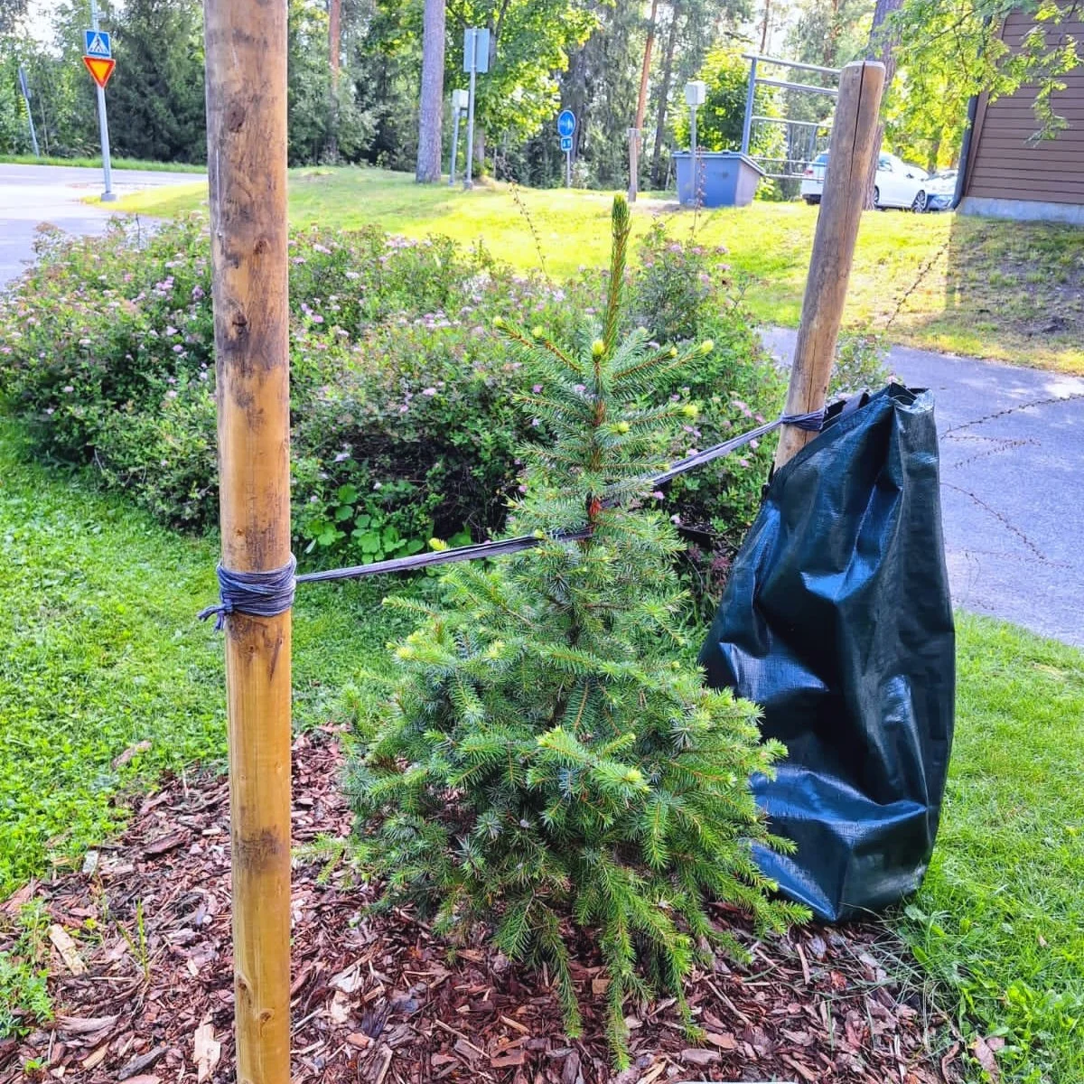 Juuri istutettu kuusi tukitolppineen ja kastelupussilla varustettuna osana pihan viherrakentamista.