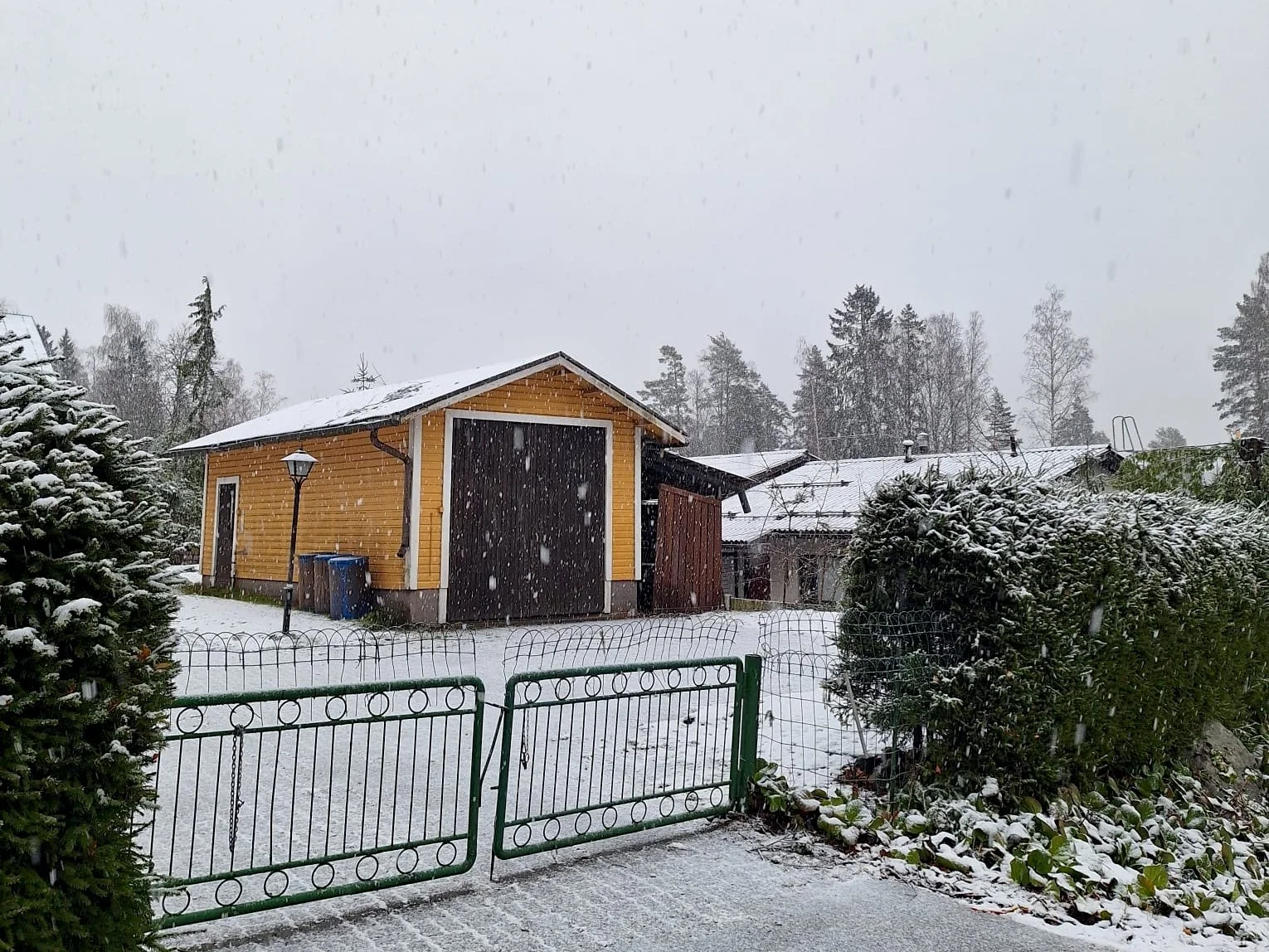 Kuusiaita kaadettu autotallin vierestä osana piha-alueen puuston poistoa.