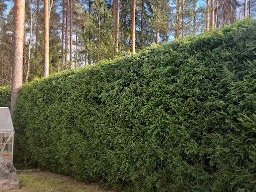 Siististi leikattu kuusiaita viimeistellyn pihan reunalla.