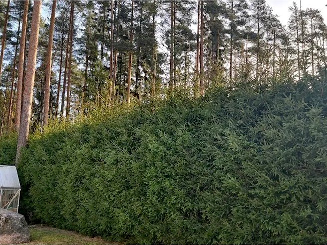 Leikkaamaton kuusiaita ennen hoitoleikkausta pihapiirissä.