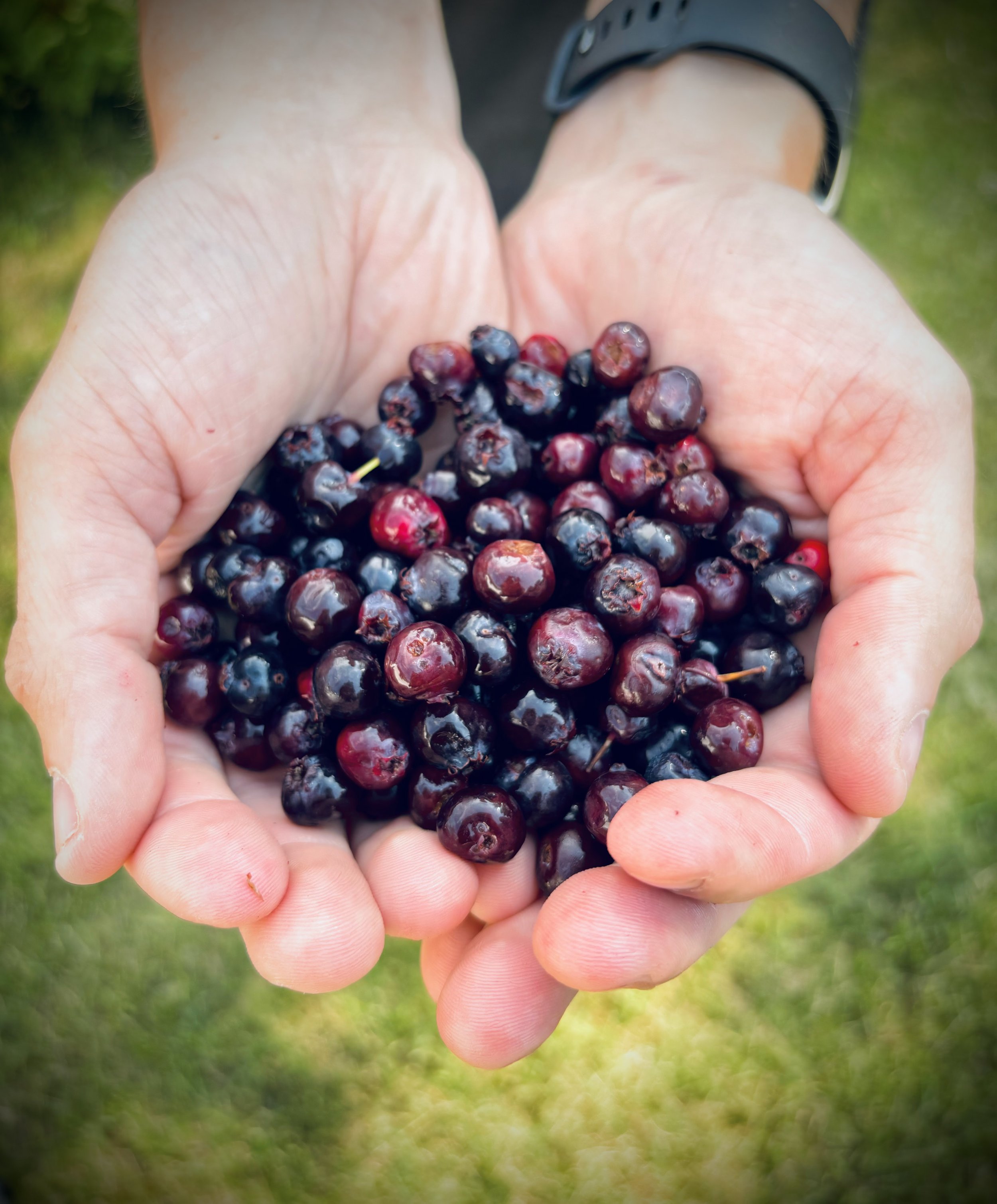 Hands holding a bunch of dark purple berries outdoors.